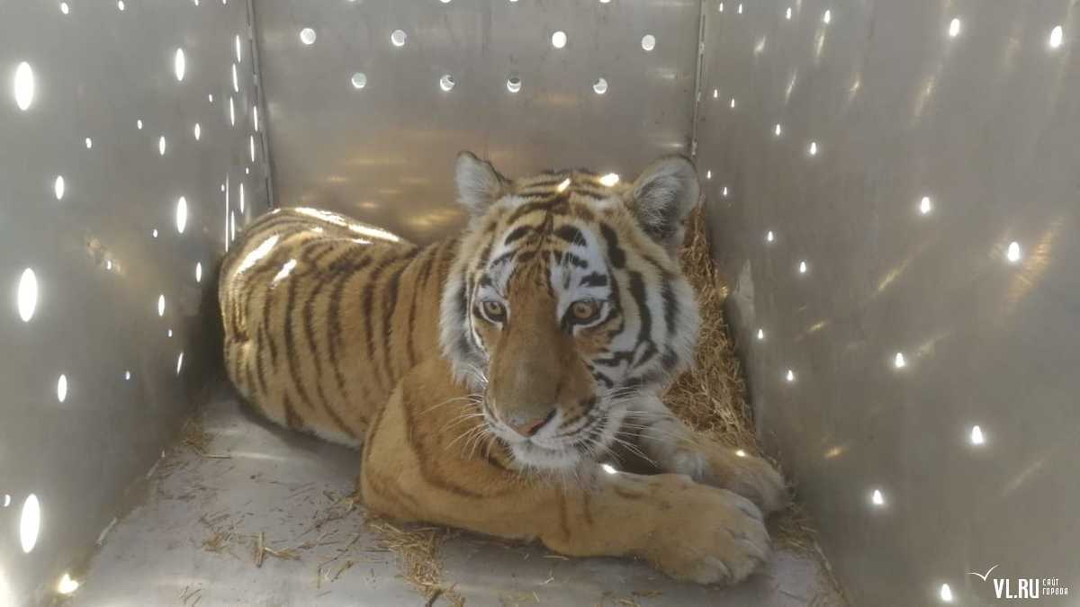 A tigress who was killing dogs in the Khasansky district was caught in Primorye - Tiger, Amur tiger, Big cats, Cat family, news, Primorsky Krai, Wild animals, Longpost, Video, Khasan district