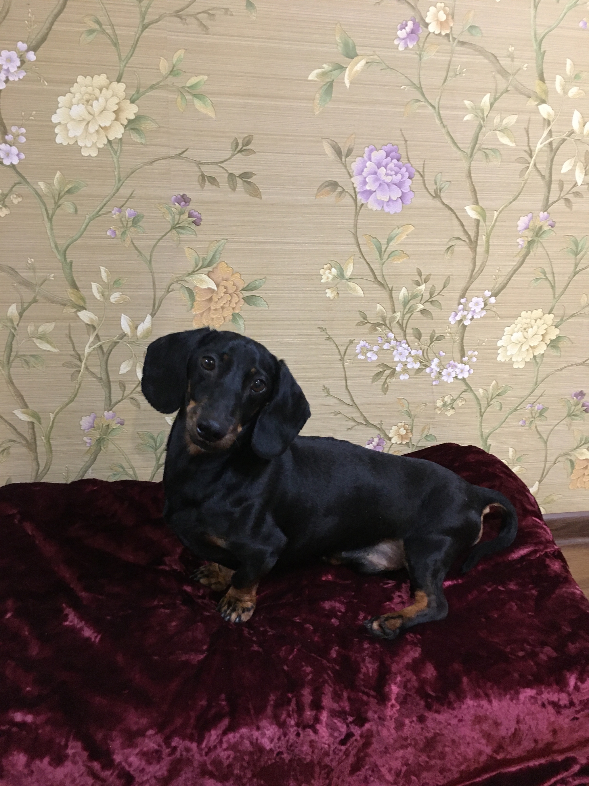 Ryazan, dachshund found - My, No rating, Found a dog, Ryazan, In good hands, Dachshund, Dog, Longpost