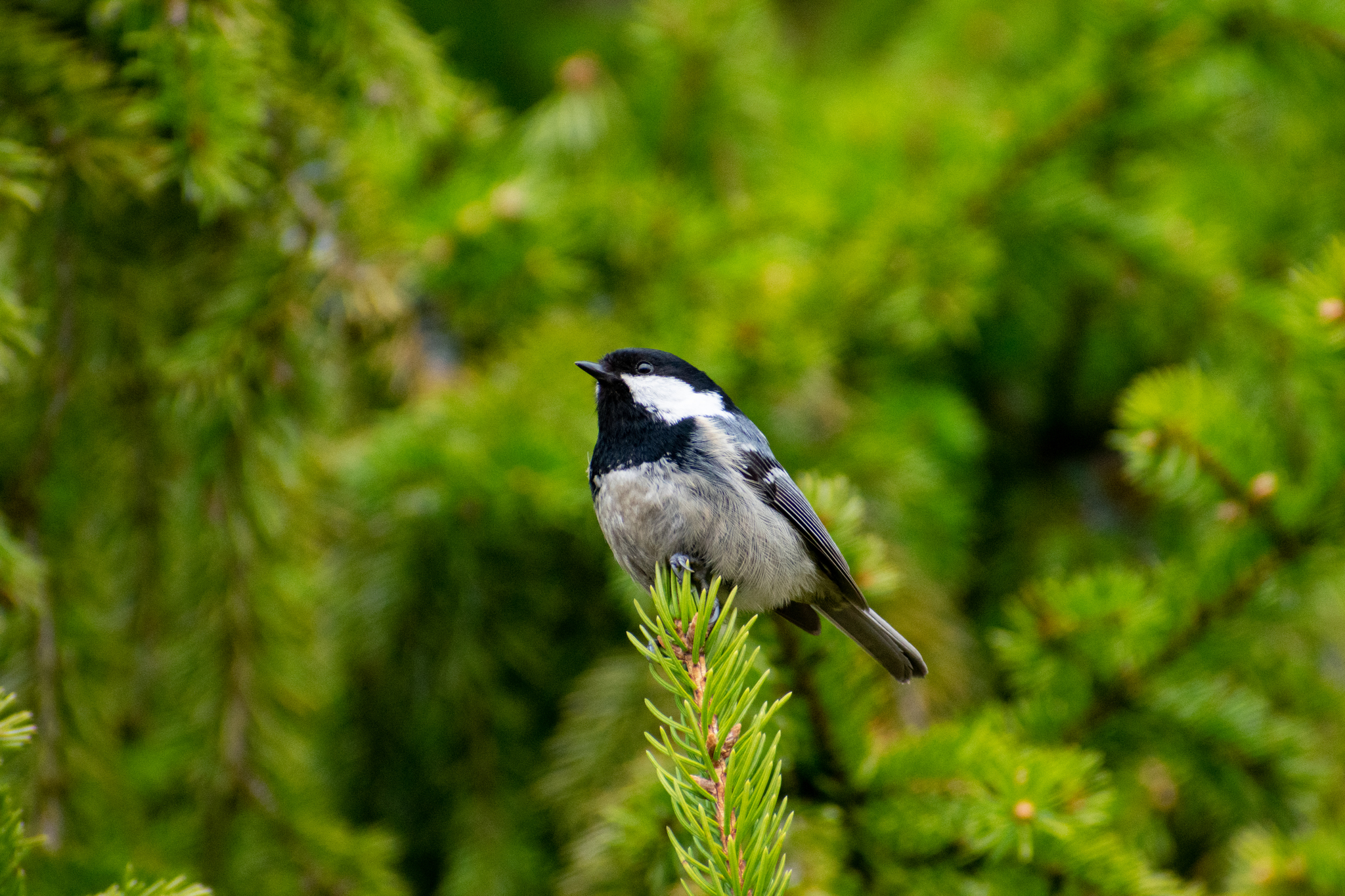 Muscovy or black tit - My, Ornithology, Biology, Birds, Animals, The photo, Nikon, Longpost