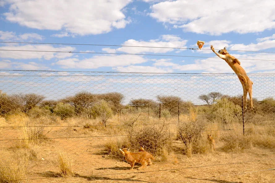 Karakal: What is this Slap that has been causing the internet to boil over the last month? Big Russian cat in the wild - Animals, Caracal, Animal book, Yandex Zen, Longpost, Small cats, Cat family, Big Slap