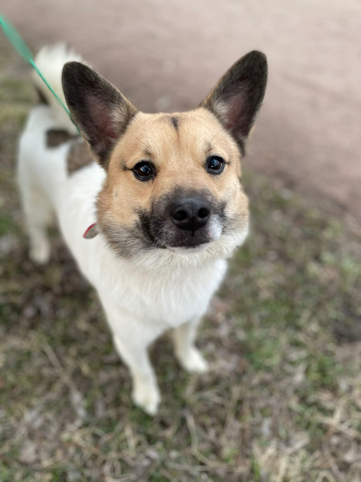 A small dog really needs foster care or a home. A week before the baby was born, the owner gave him to the builders to chain him. St. Petersburg and Leningrad region - My, Dog, In good hands, Saint Petersburg, No rating, Video, Longpost