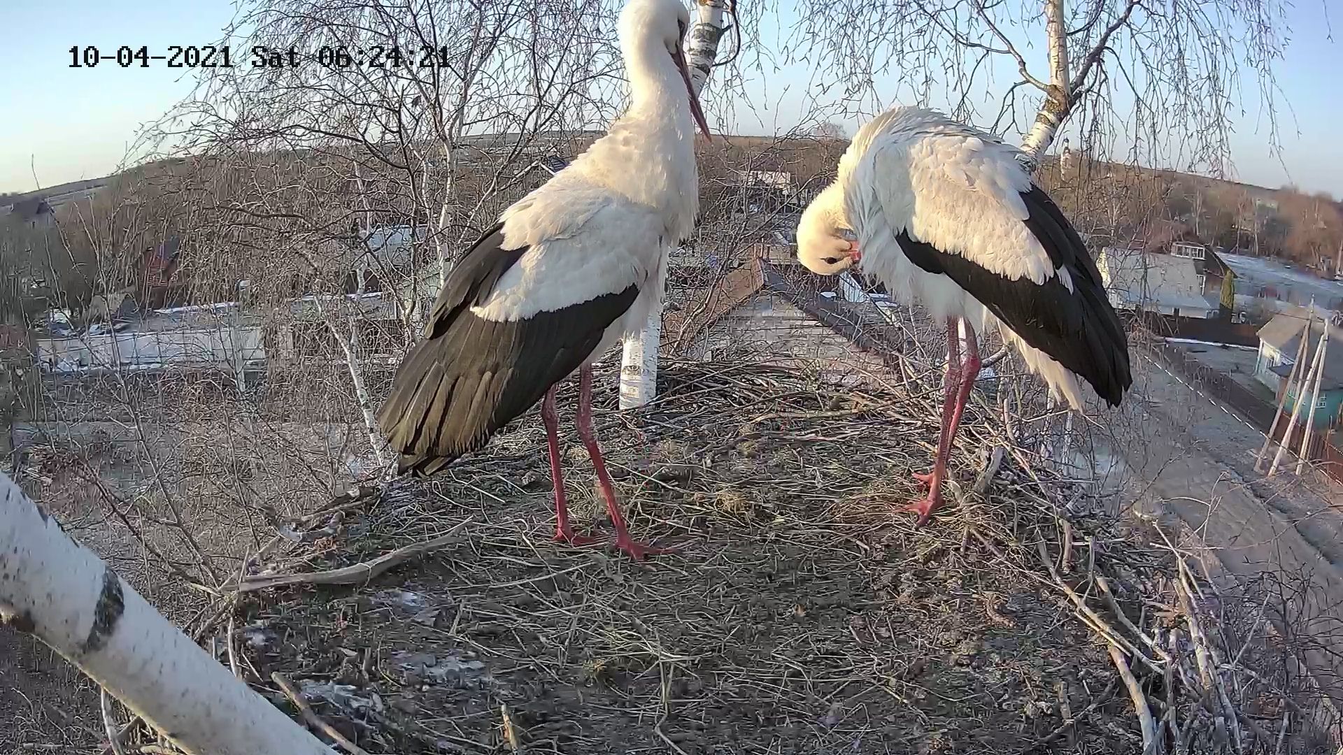 Live broadcast from the storks' nest - My, Video monitoring, Birds, Bird watching, White stork, Stork, Nature, Video