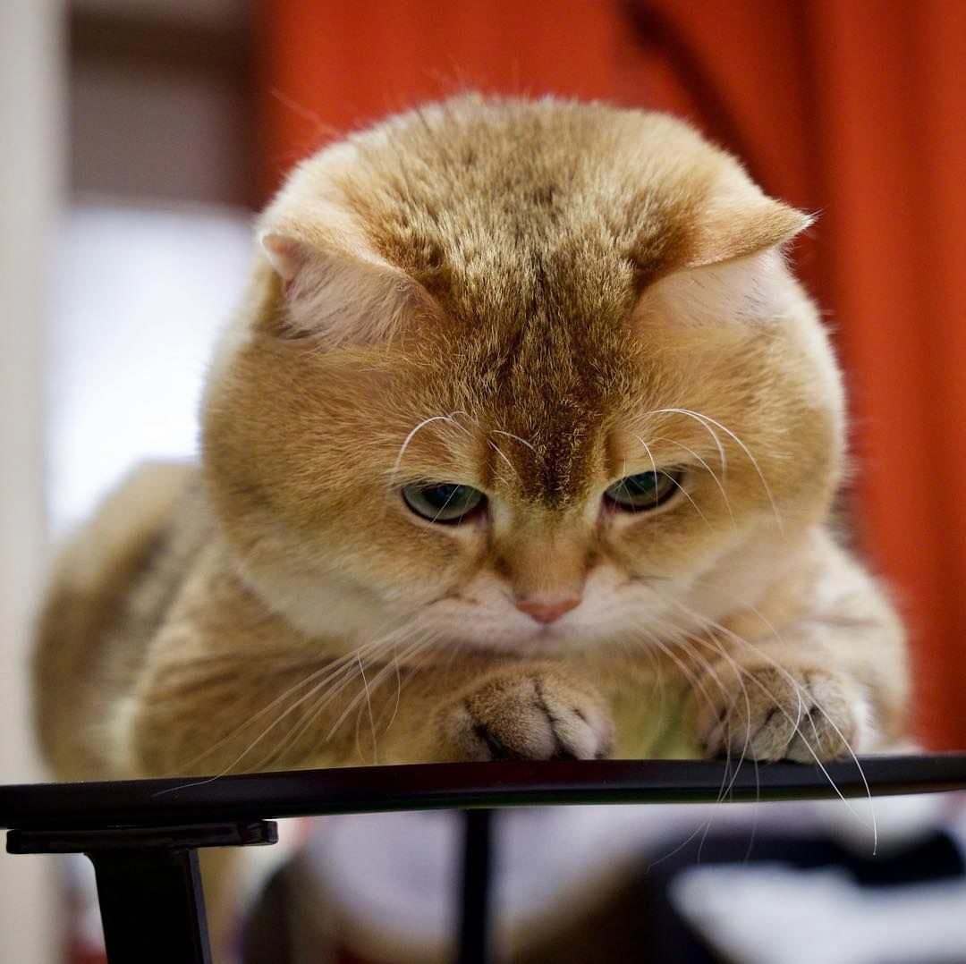 I think there's someone under the bed! - cat, Kittens, Milota, Pets, Funny animals, British Shorthair