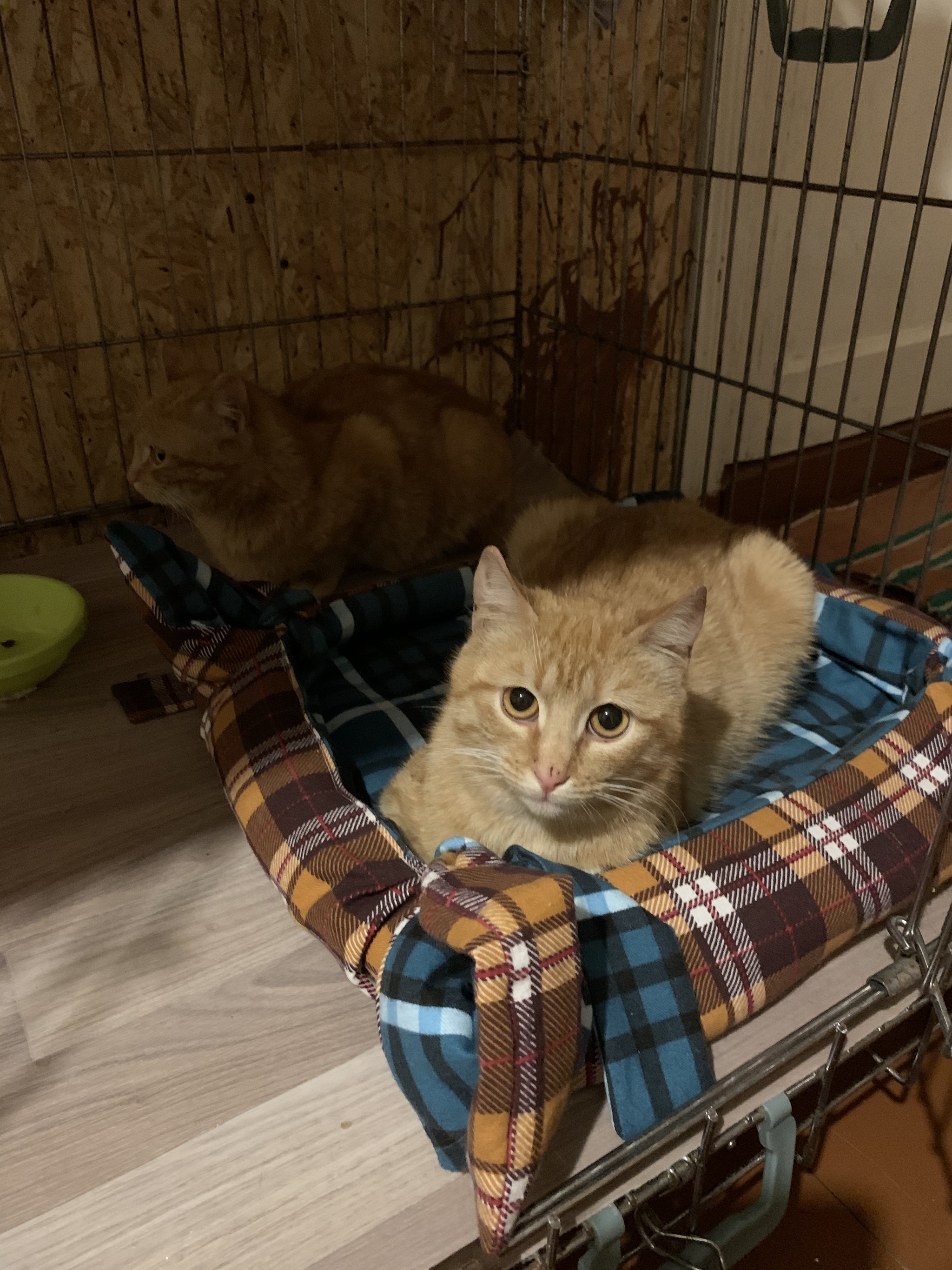 Red-haired suicide bombers. Cats at the village store - My, cat, Kittens, Redheads, Animal Rescue, Kindness, In good hands, Saint Petersburg, Leningrad region, Animal shelter, Shelter, Help, Homeless animals, Video, Longpost