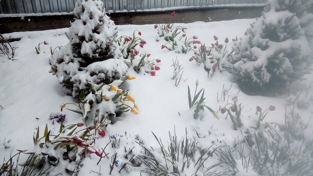 A short story about sudden frost - My, Flowers, Garden, Frost, Weather, Failure, Cold, Spring