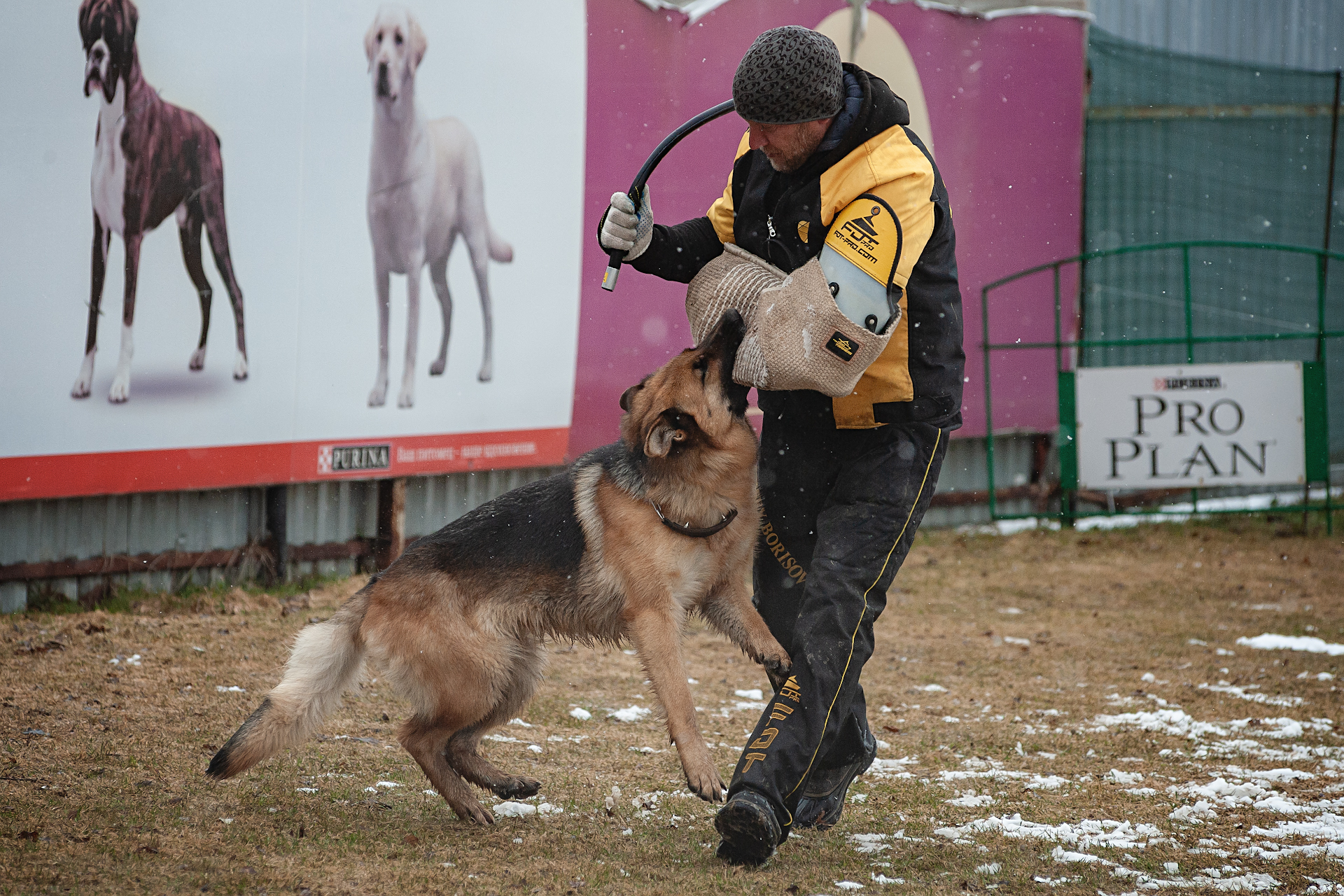 Person involved in the ZKS - My, ZKS, Dog, German Shepherd, Defendant, Longpost