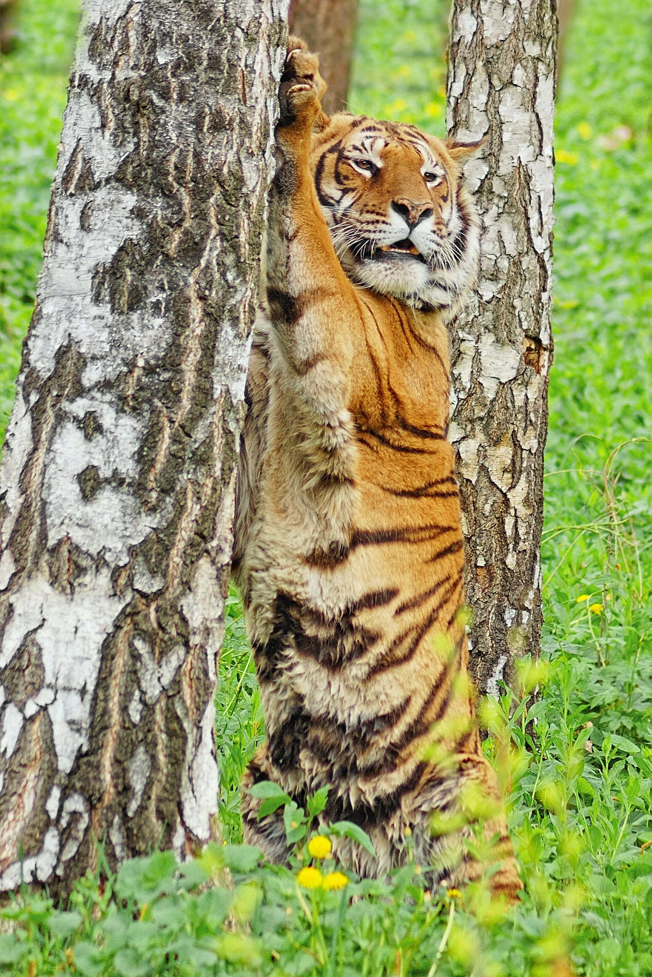 Bengal tiger cubs were born at the Chisinau Zoo - Tiger, Tiger cubs, Bengal tiger, Big cats, Milota, Kishinev, Zoo, Moldova, Cat family, Longpost, Positive