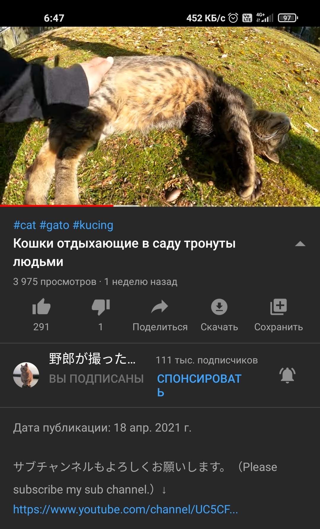 We all suspected for a long time, but were afraid to believe - cat, Youtube, Теория заговора, Longpost