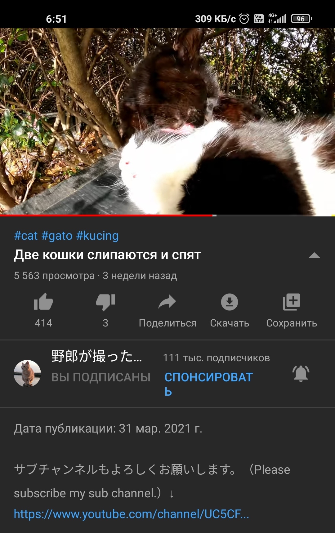 We all suspected for a long time, but were afraid to believe - cat, Youtube, Теория заговора, Longpost