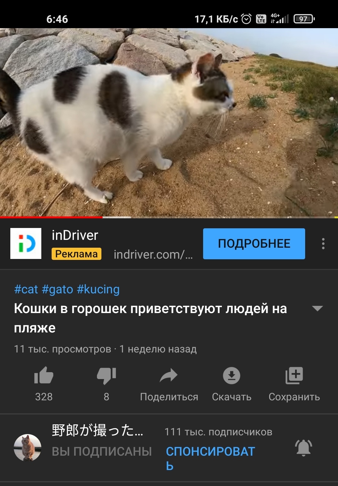 We all suspected for a long time, but were afraid to believe - cat, Youtube, Теория заговора, Longpost