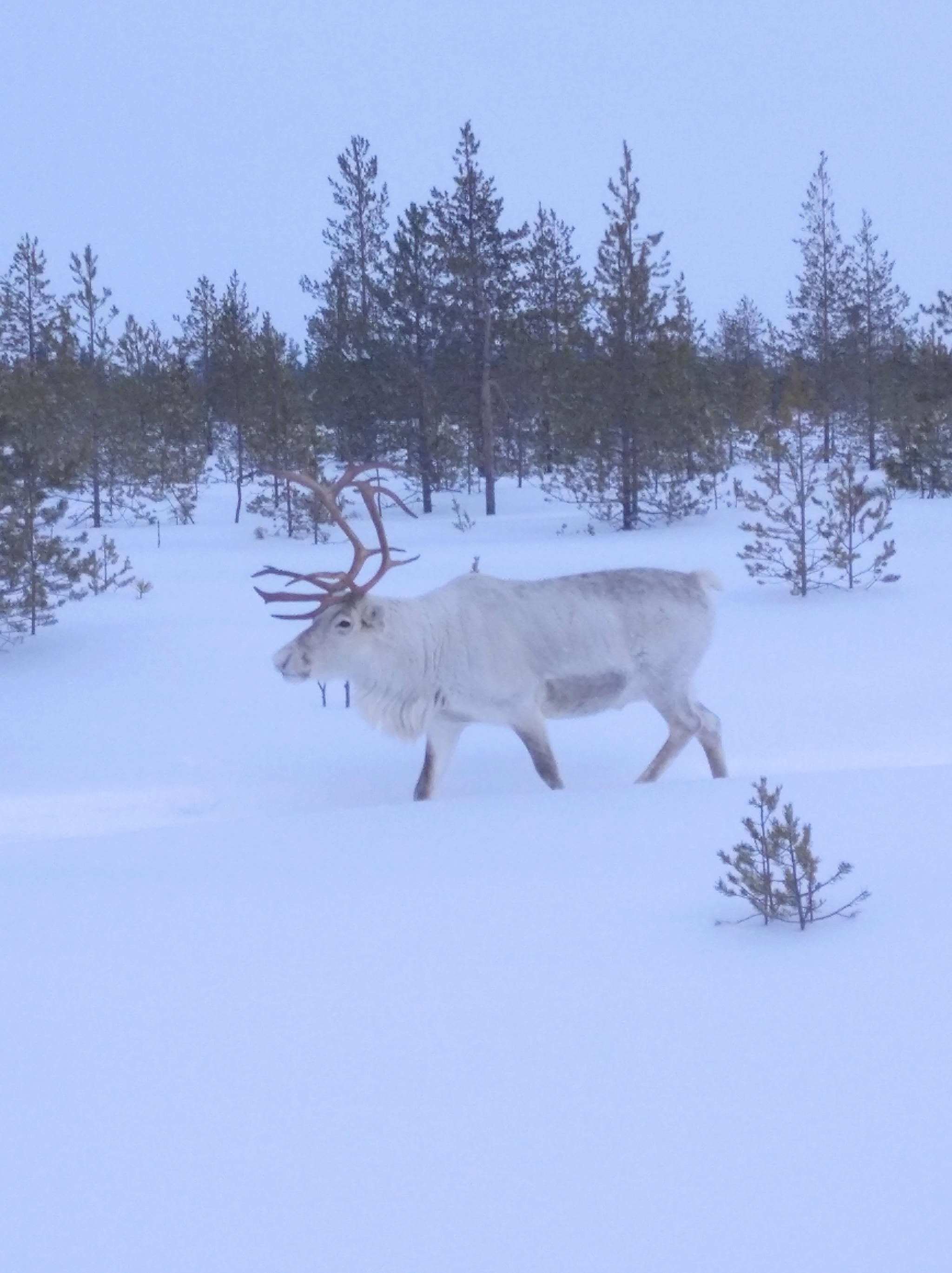 Deer Kogalym - My, Deer, North, Kogalym, Work, Seismic survey, Longpost