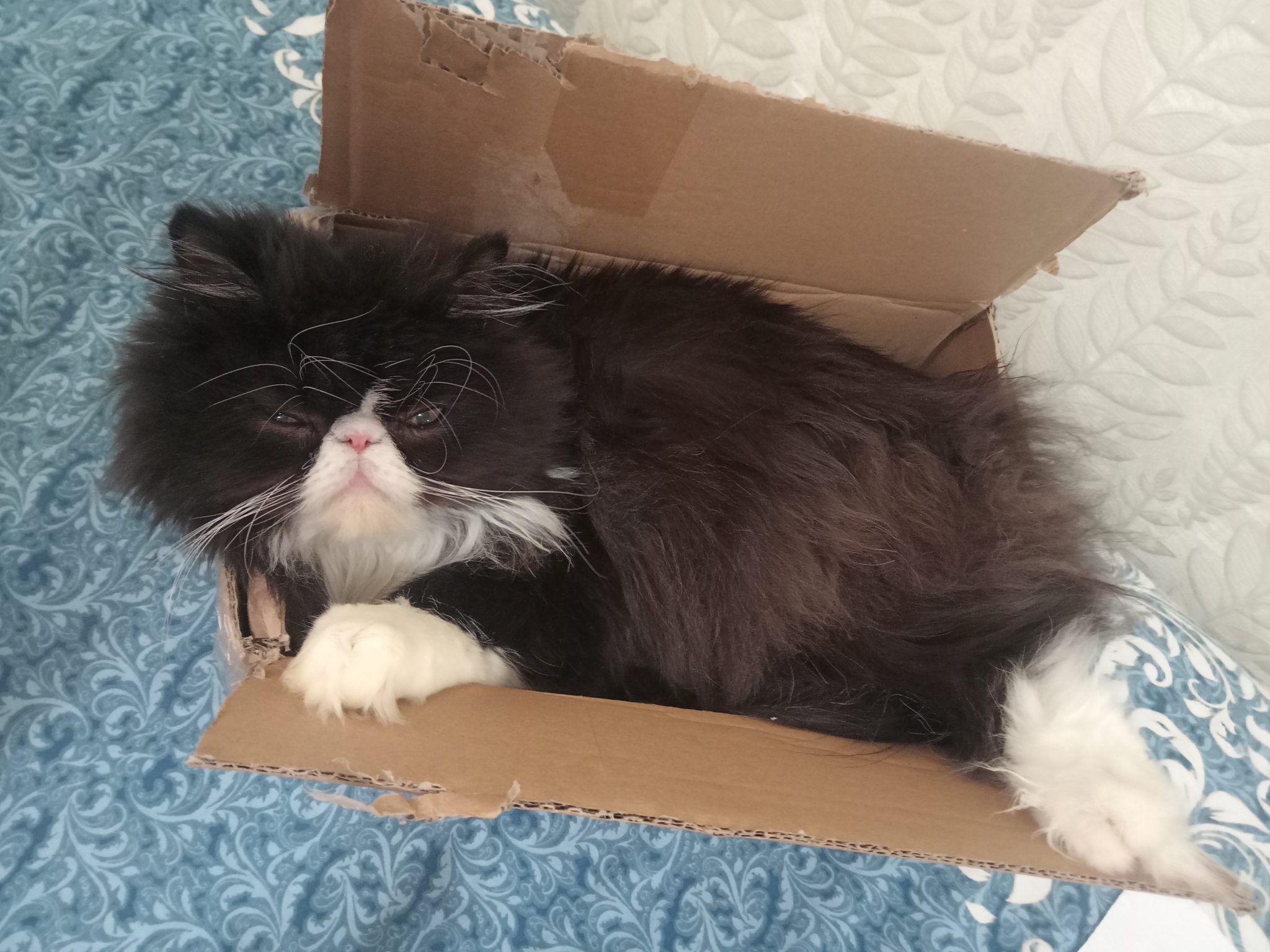 Just a cat in a box - My, cat, Persian cat, Box