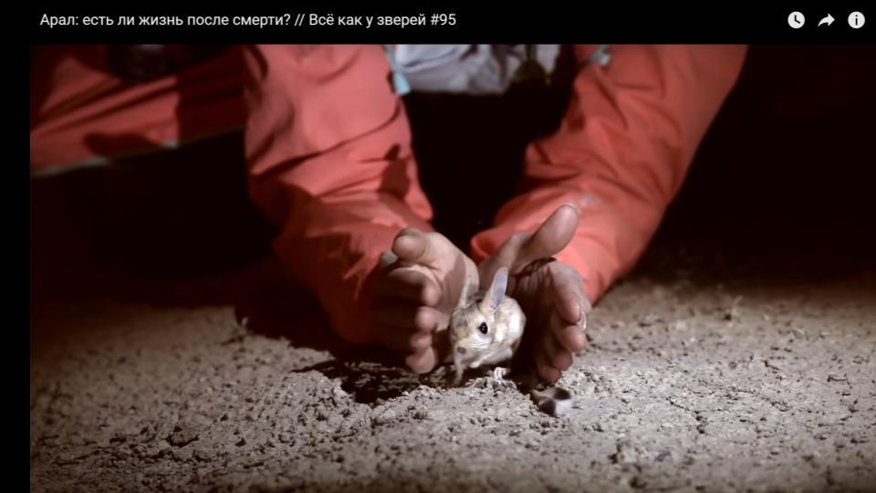 Aral: is there life after death? - My, Aral Sea, Aralkum, Everything is like animals, Evgeniya Timonova, Ecology, Life after death, Uzbekistan, Kazakhstan, Desert, Evolution, Animals, Artemia salina, Nikolay Drozdov, Video, Longpost