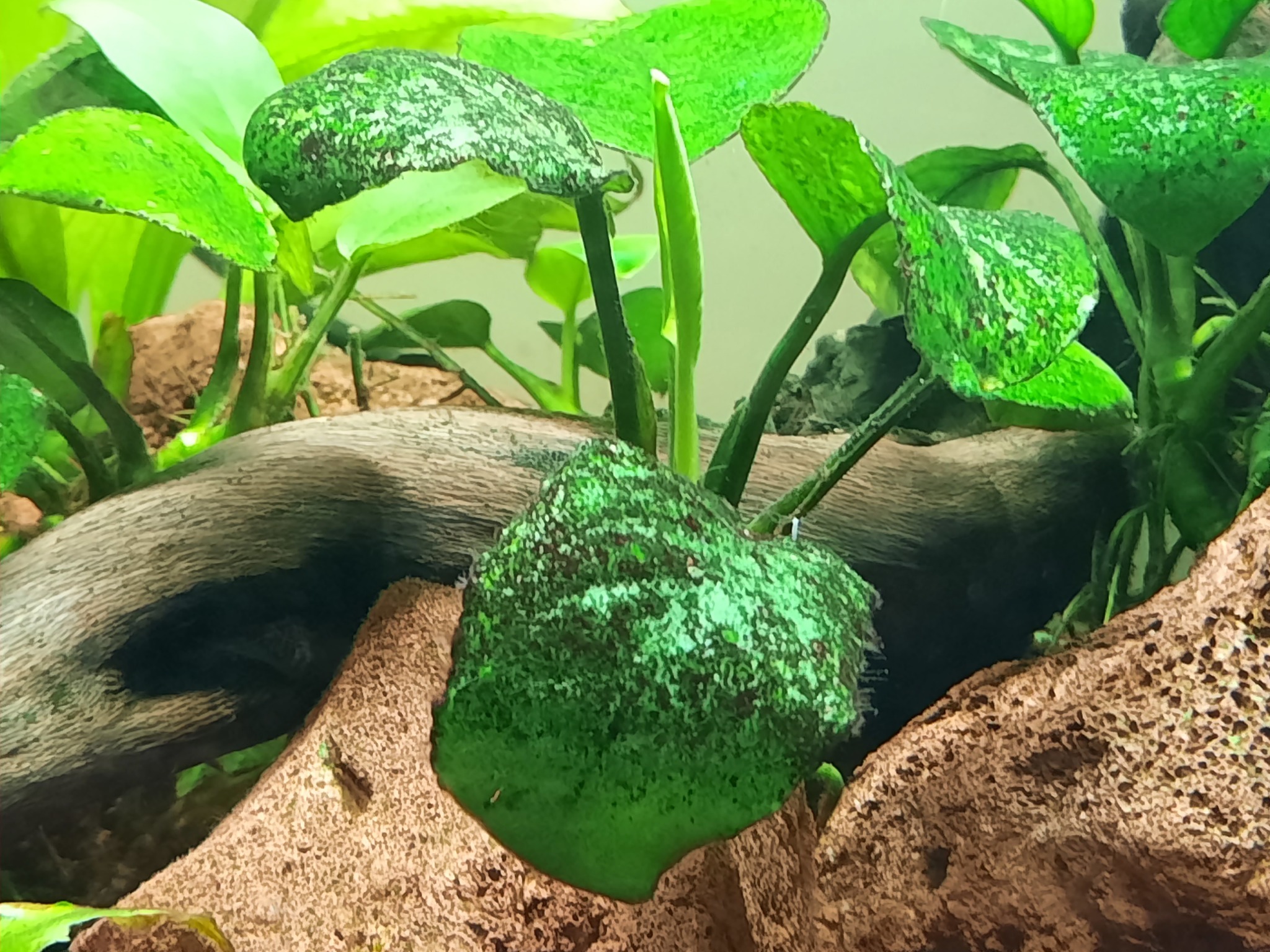 Dear aquarists, I ask for help! - My, Aquarium, Seaweed, Need advice