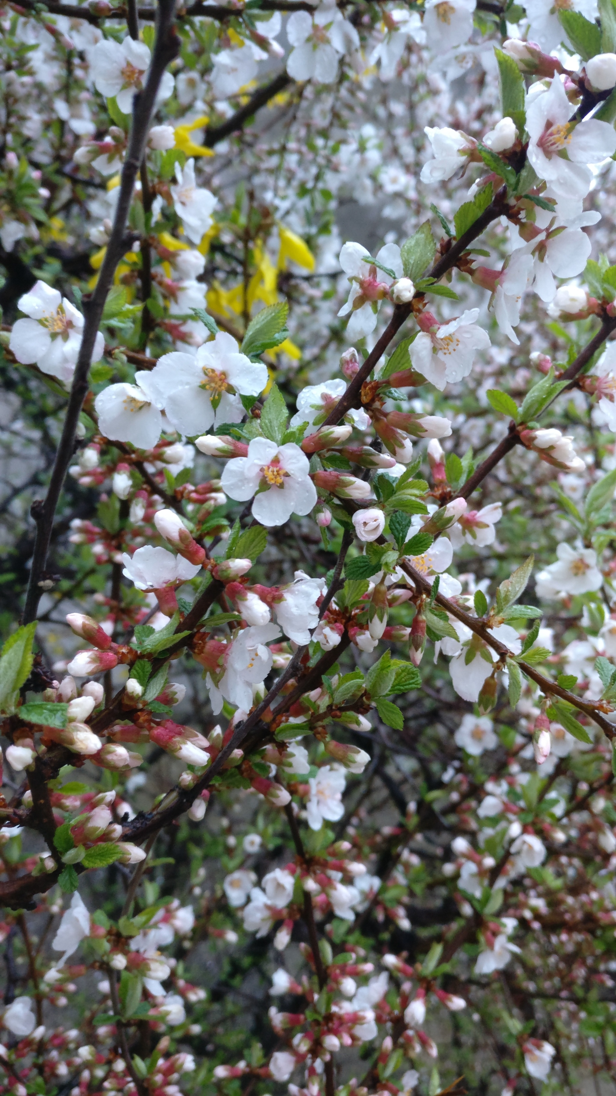 Spring Street - My, Kharkov, The photo, Mobile photography, Spring, Moto, Flowers, Cherry, Dogwood, The street, Lightroom, Longpost