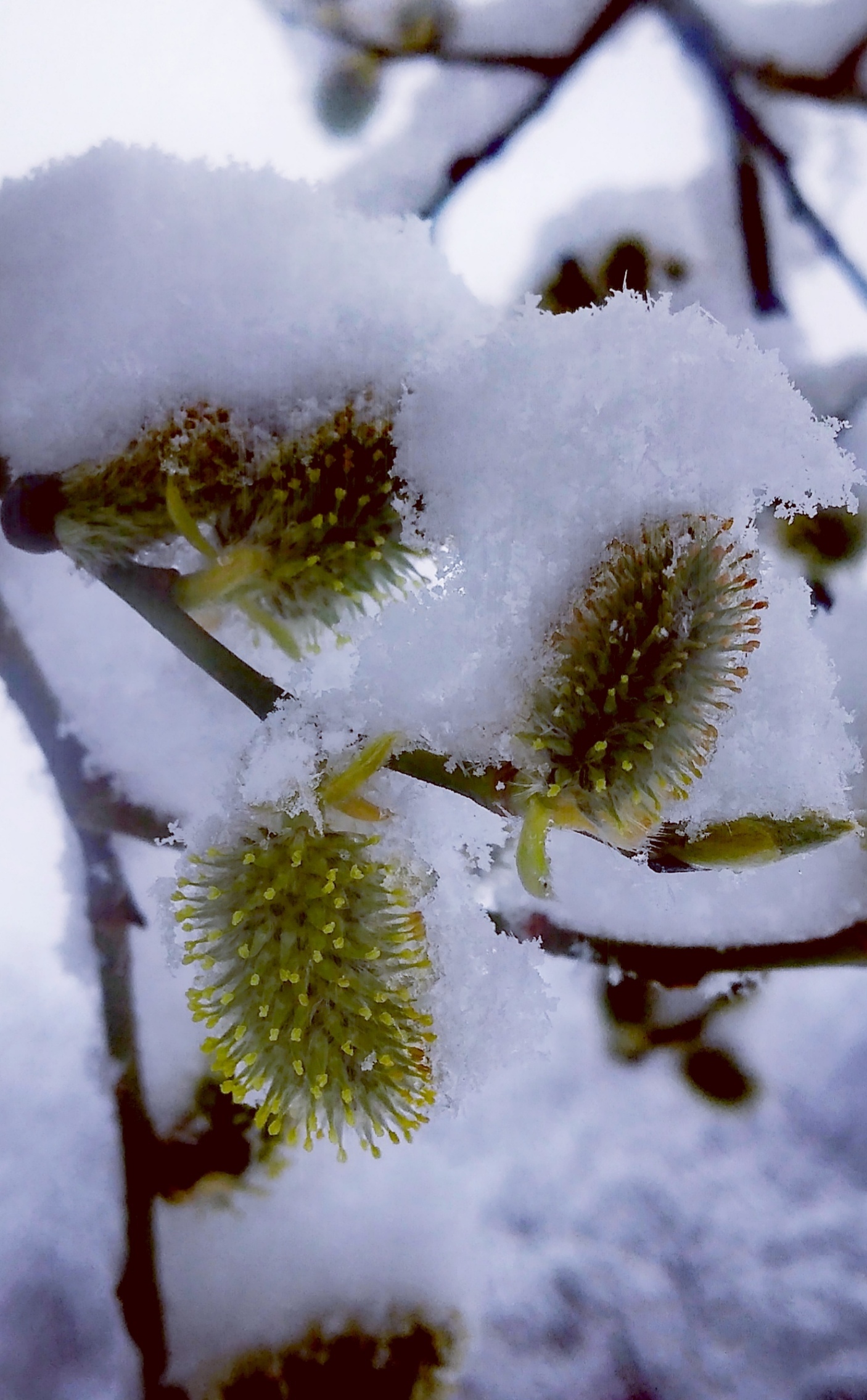 It's spring in St. Petersburg - My, Snow, Buds bloomed