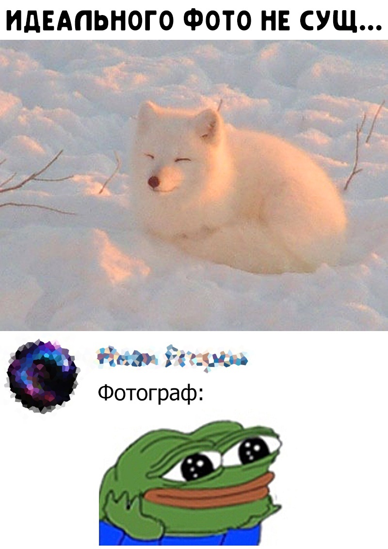 There is no such thing as a perfect photo... - Memes, Picture with text, In contact with, Arctic fox