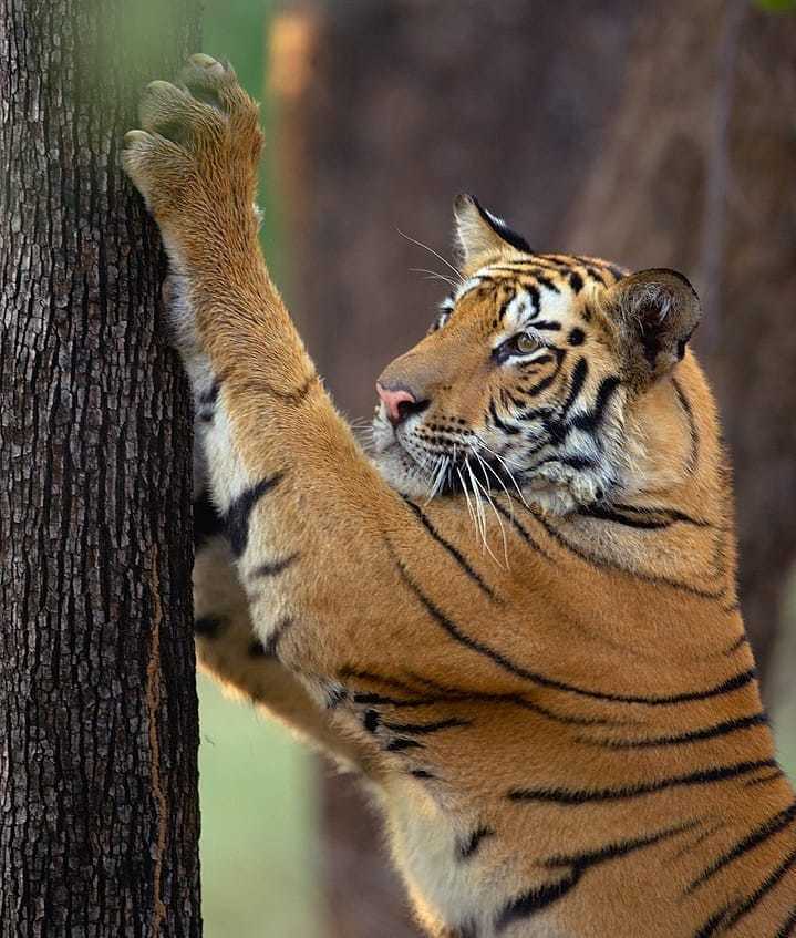 Kitty :) - Tiger, beauty, Big cats, Cat family, Milota, Claws, Tree, The photo