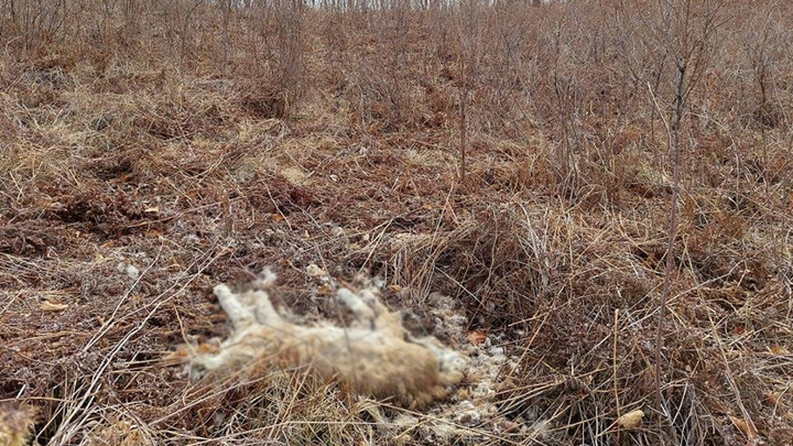 Dead Amur tiger turned out to be a lynx - Tiger, Lynx, Negative, Big cats, Small cats, Cat family, Amur region, Error, Amur tiger, Amur region