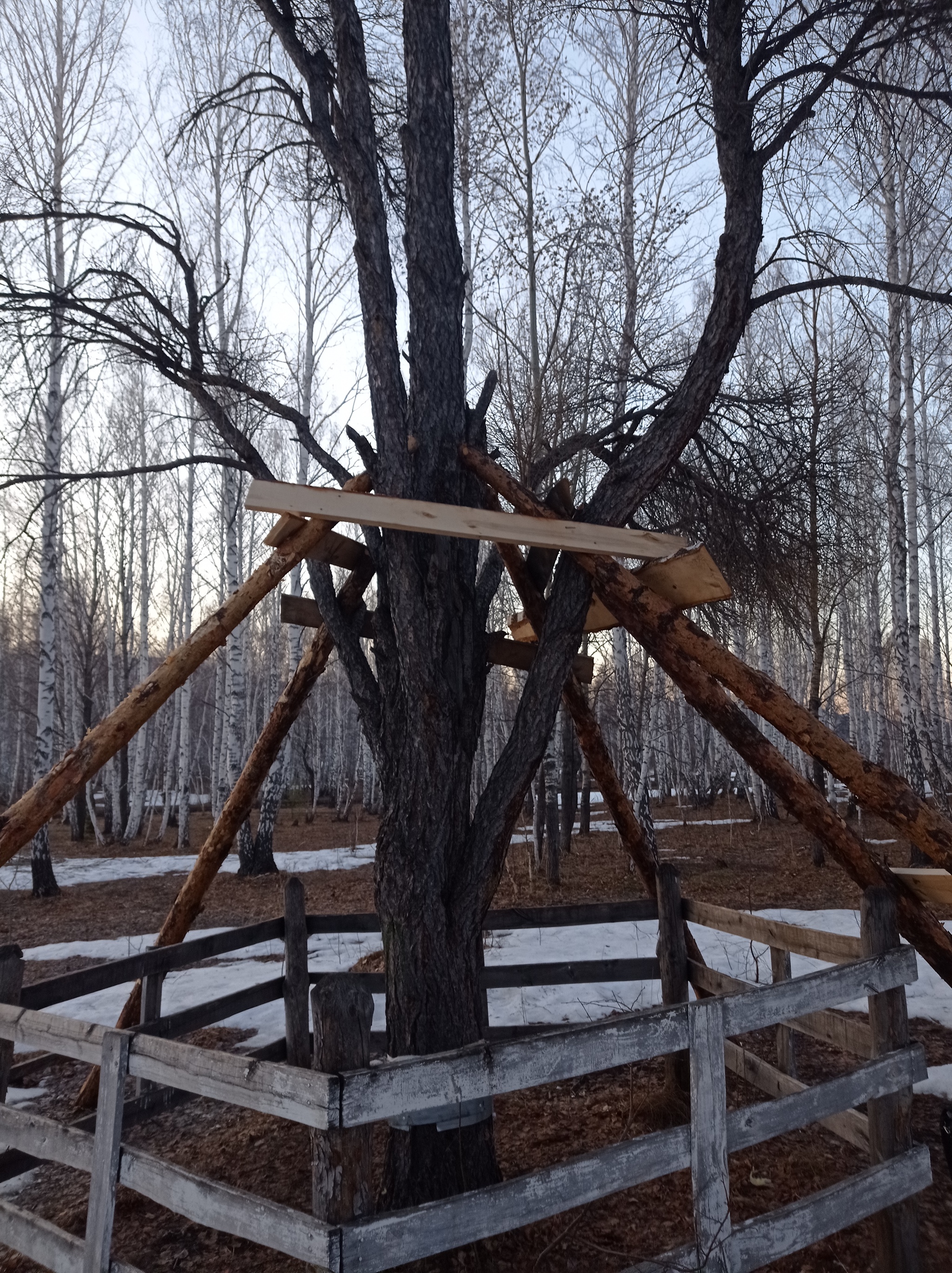 Уникальные мутанты - Моё, Дерево, Охрана природы, Лиственница, Башкортостан, Длиннопост