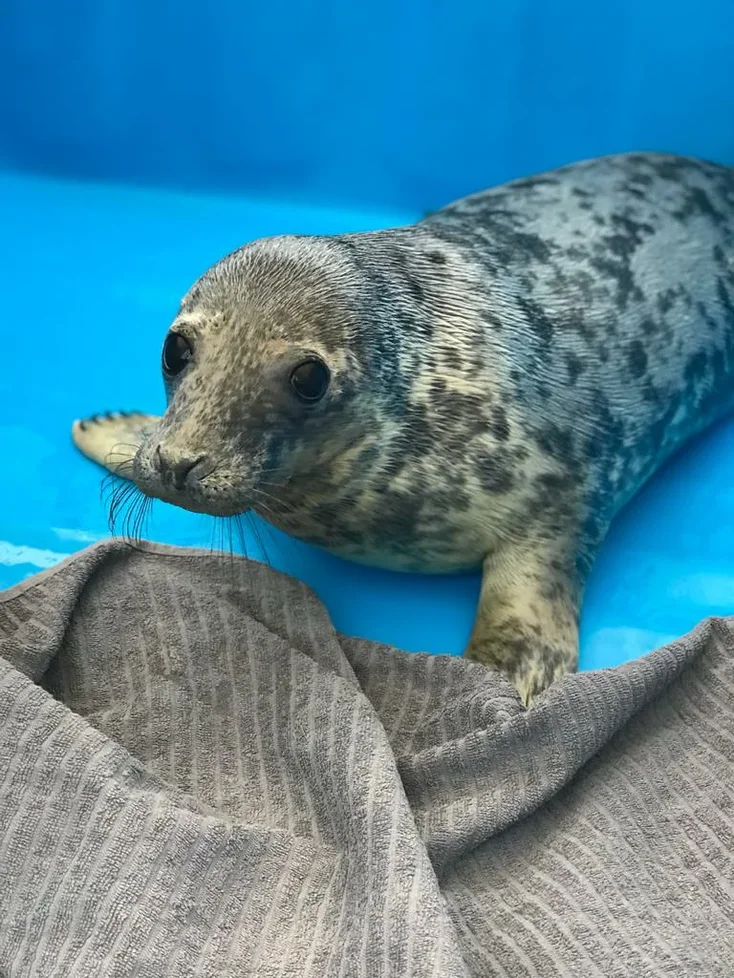 Rehabilitation seal pups have been given names and are eating their sides at the Friends of the Baltic Seal Foundation - Milota, Grey seal, Friends of the Baltic Seal Foundation, Animals, Longpost