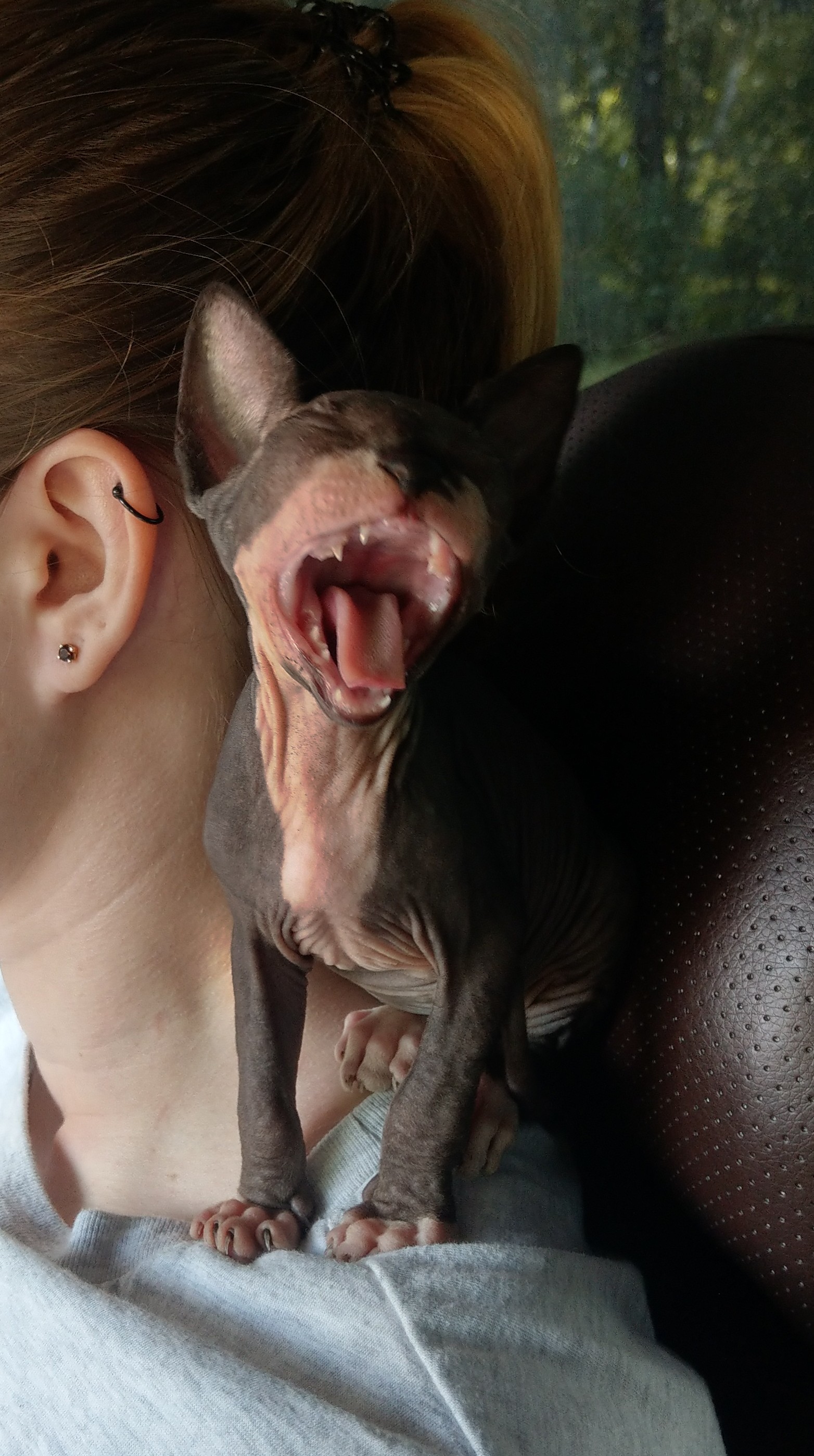 Nisenyuu's answer to More Yawning Kotans! - My, cat, Yawn, Sphinx, Reply to post