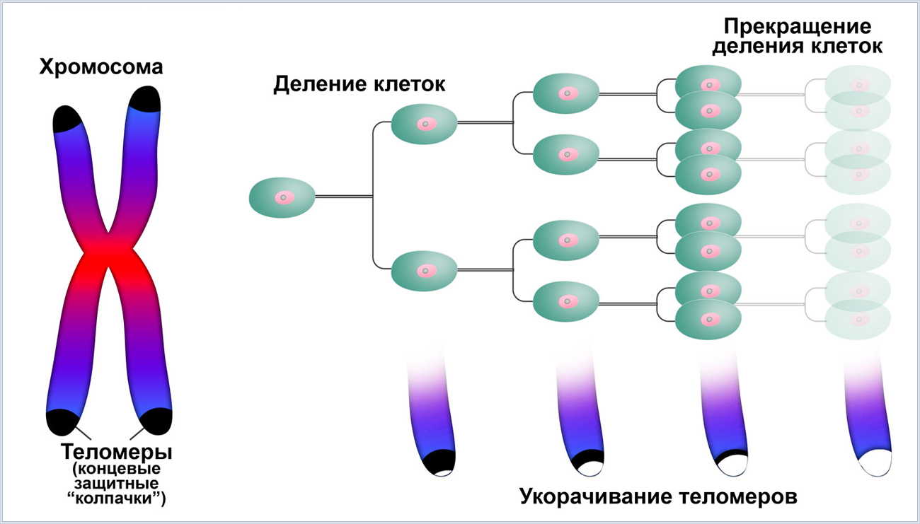 Статья: Для чего нужны старение и смерть Гипотеза