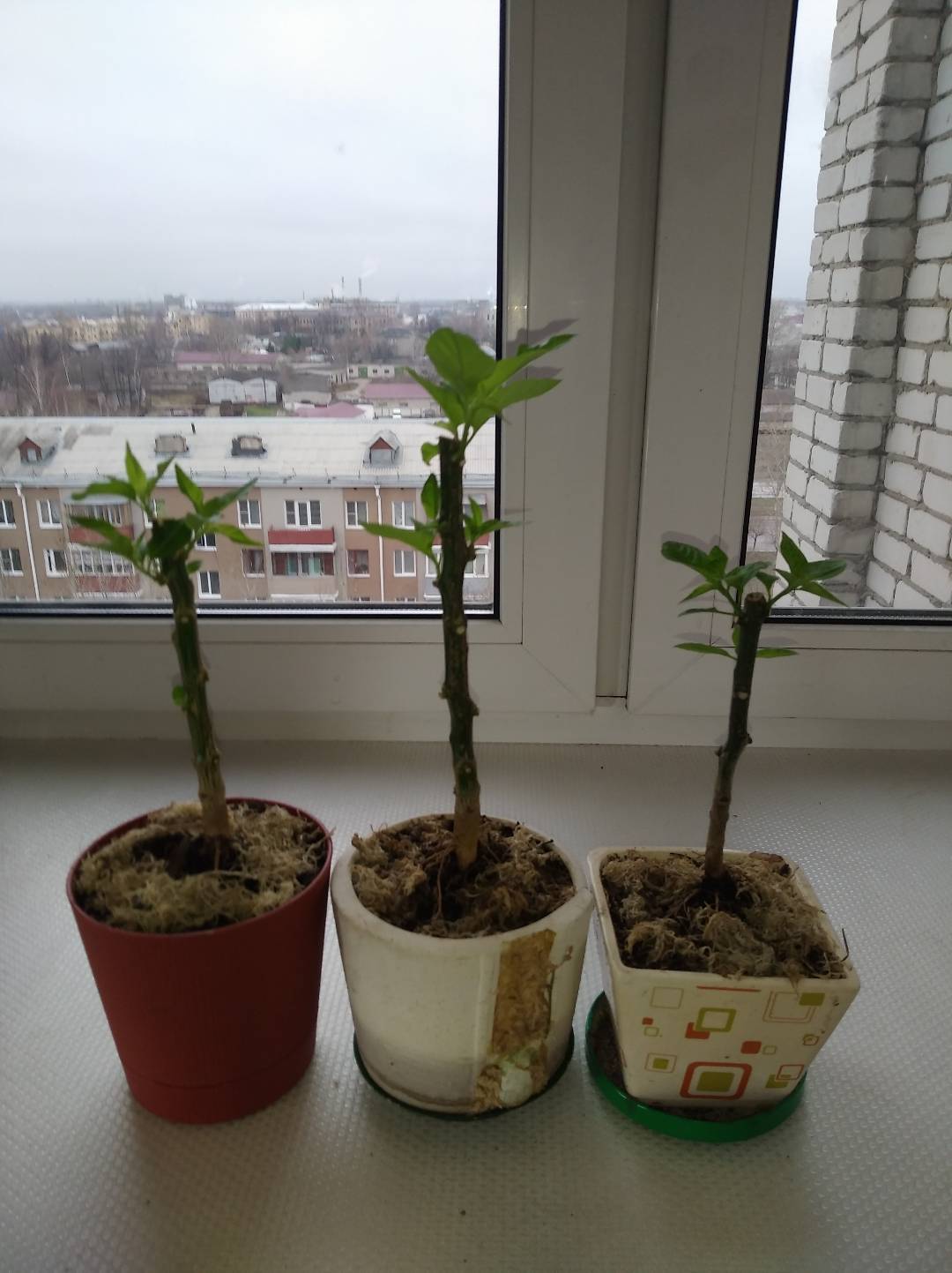 Habanero bonchi - My, Chile, Bonsai, Longpost, Pepper farming