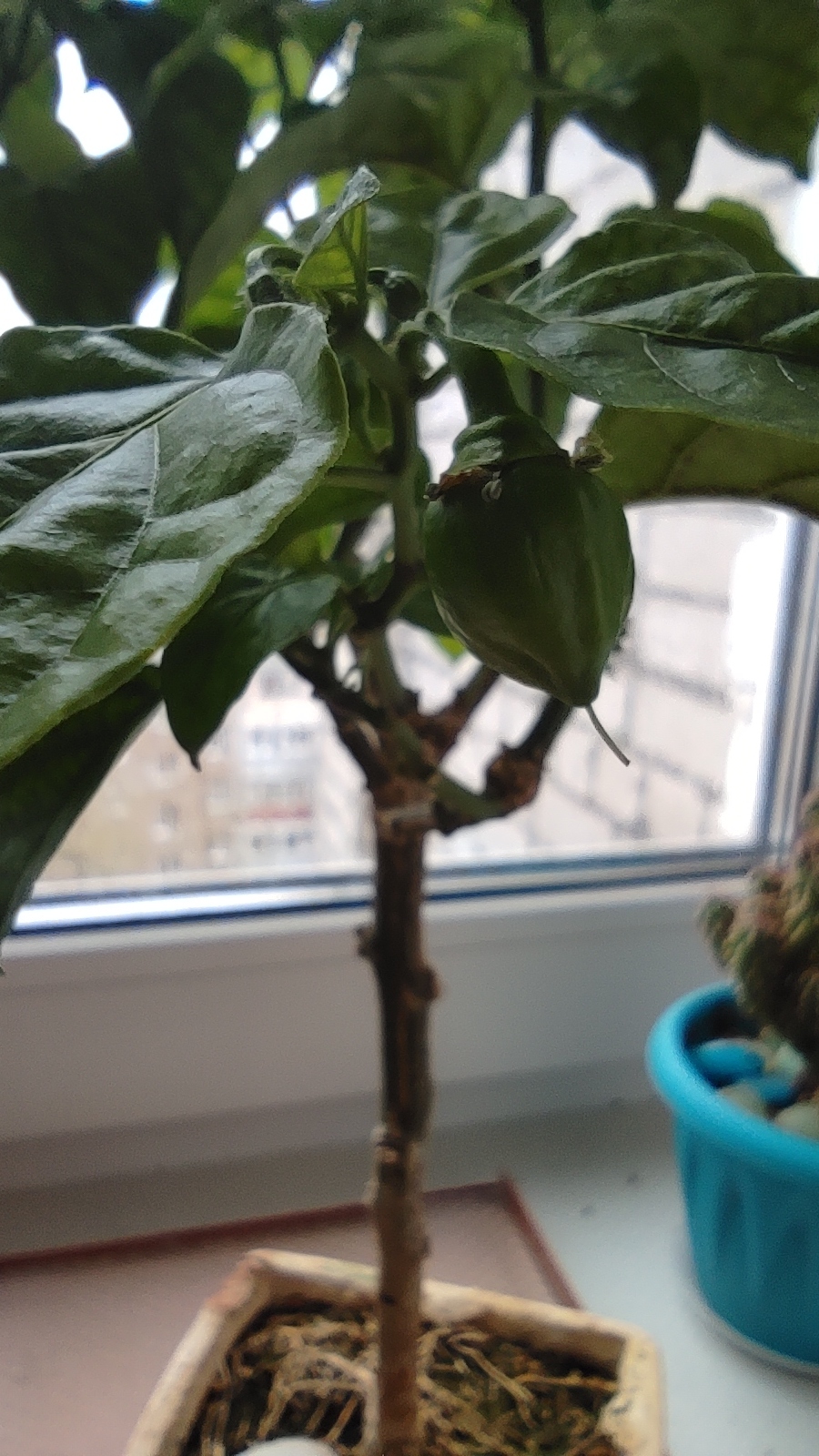 Habanero bonchi - My, Chile, Bonsai, Longpost, Pepper farming