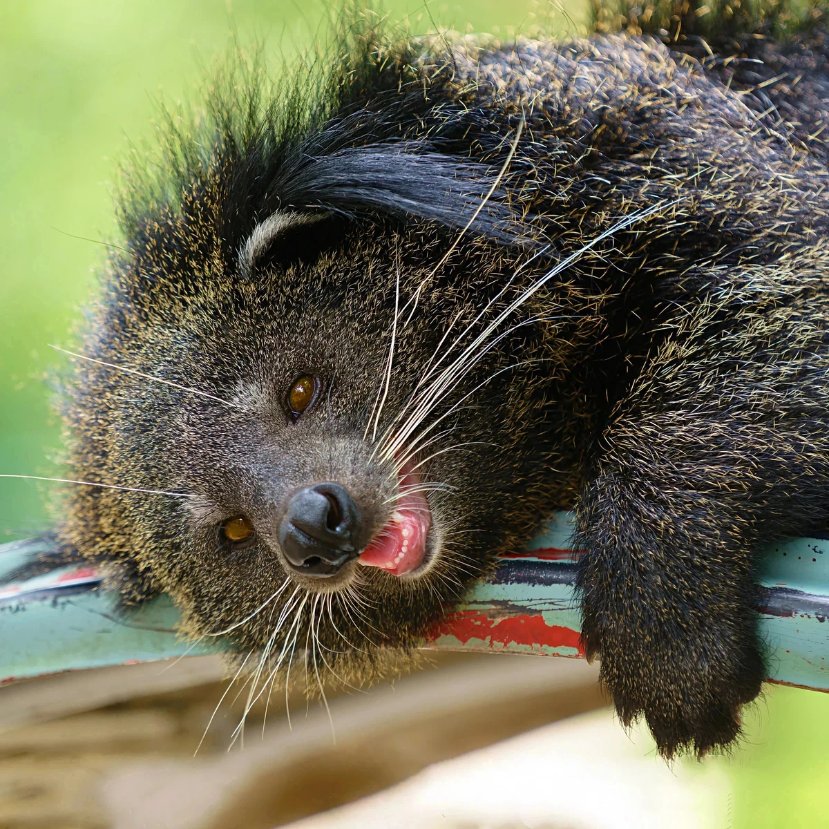 Cat bear or binturong - Animals, Wild animals, Binturong, Yandex Zen, Longpost