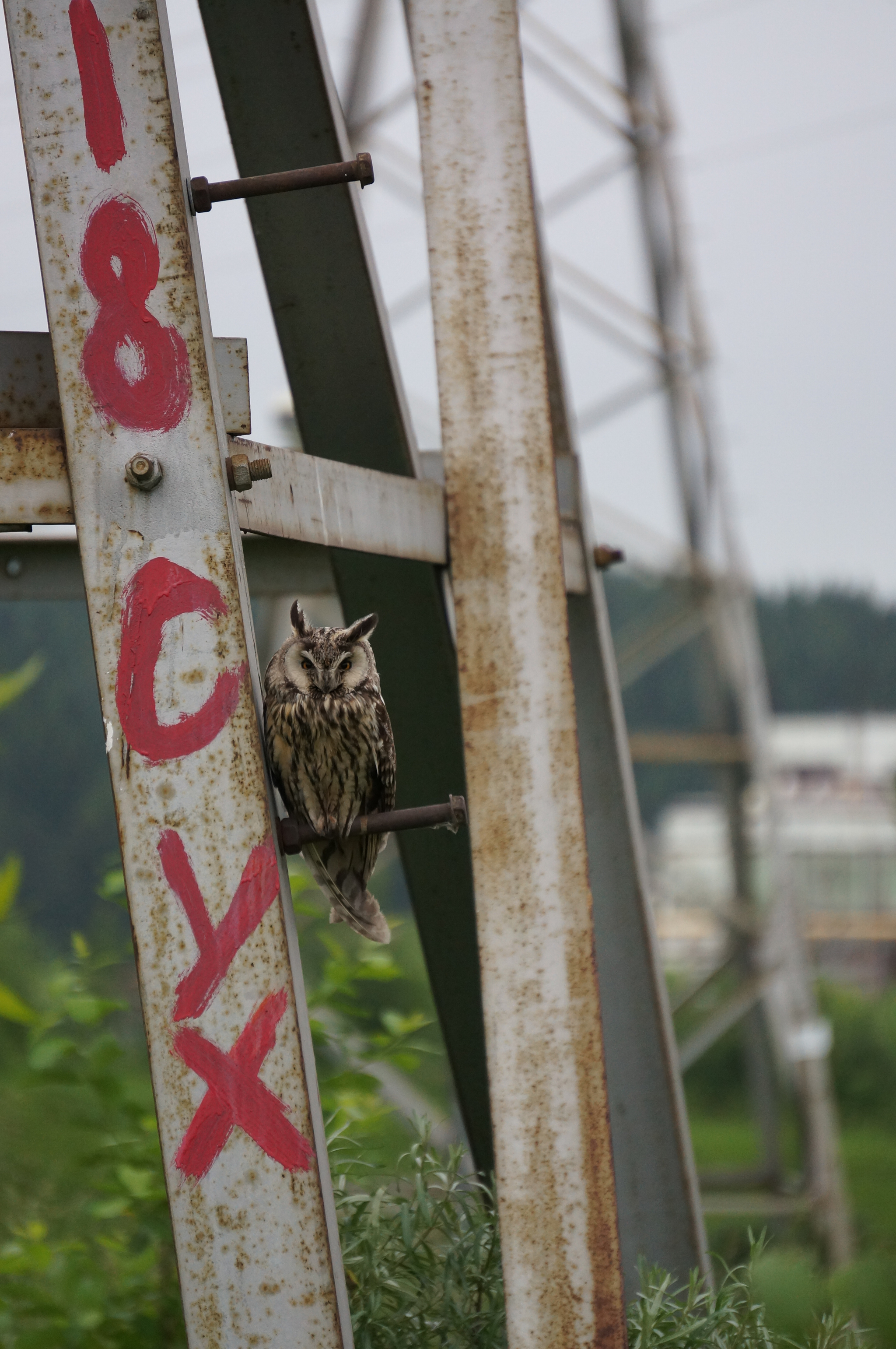 Owls - My, Owl, Permian, Sony nex5, Chick, Yes, Longpost