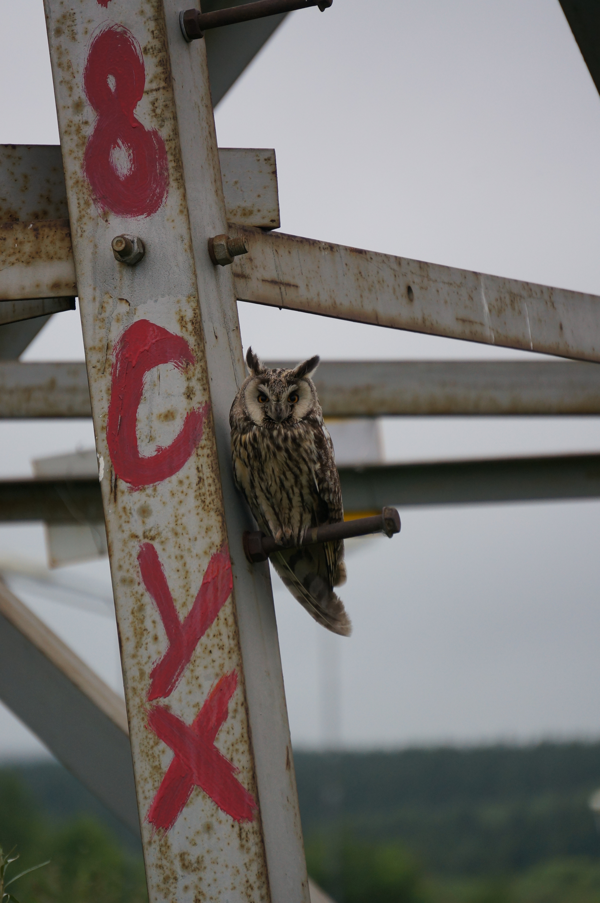 Owls - My, Owl, Permian, Sony nex5, Chick, Yes, Longpost