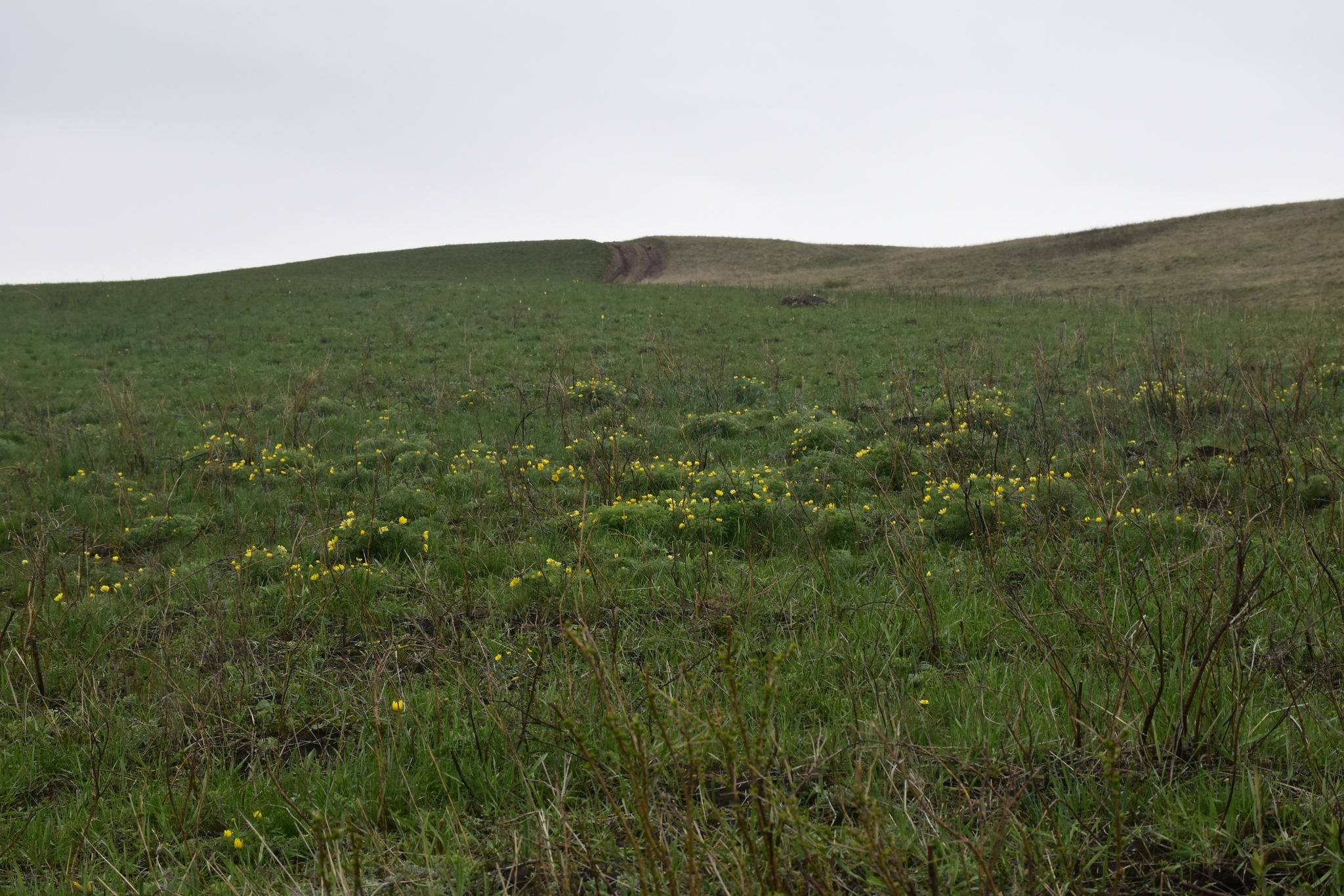 Here come the primroses) - My, Primroses, Orenburg region, Schrenck tulips, Adonis spring, Nature, Longpost