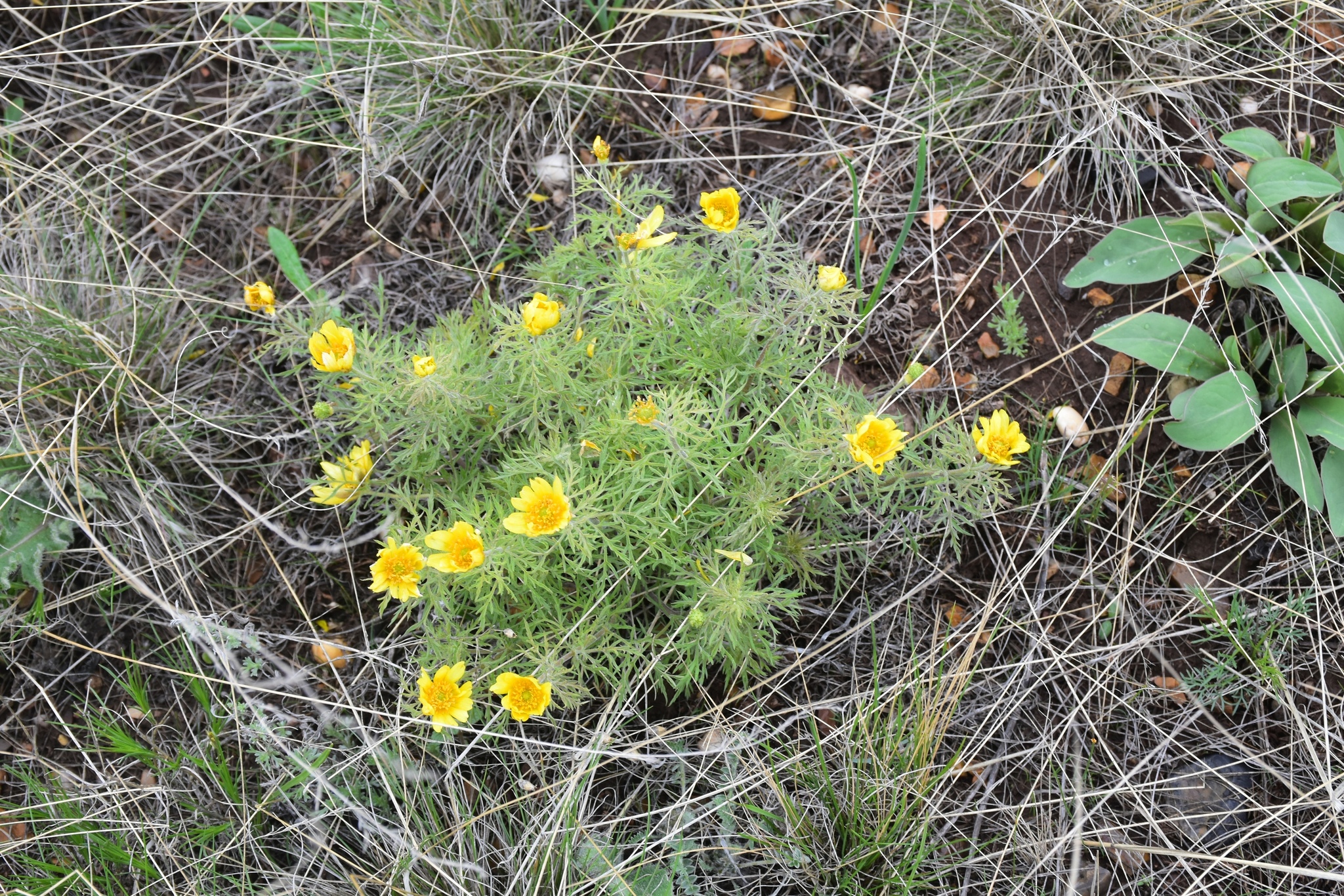 Here come the primroses) - My, Primroses, Orenburg region, Schrenck tulips, Adonis spring, Nature, Longpost