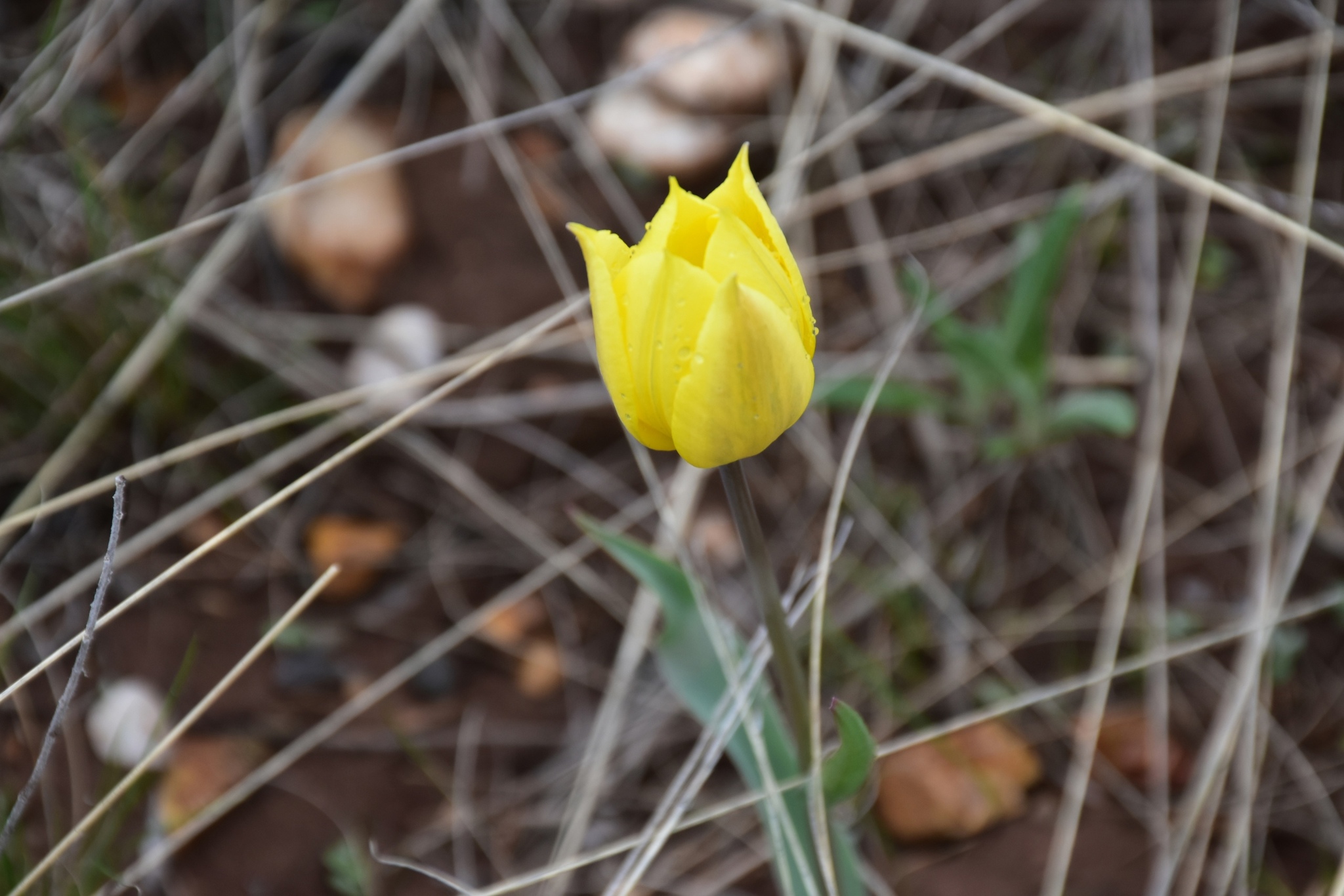 Here come the primroses) - My, Primroses, Orenburg region, Schrenck tulips, Adonis spring, Nature, Longpost