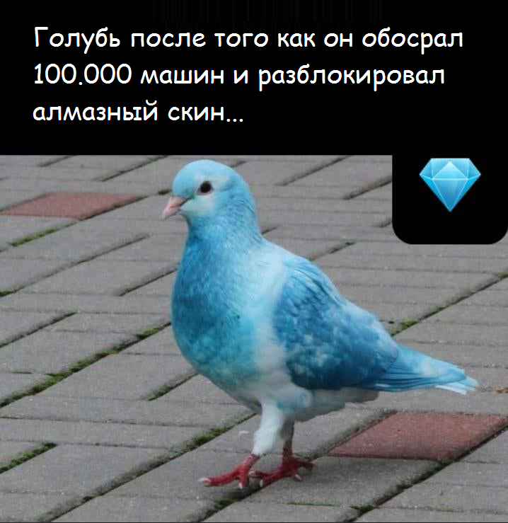 Pigeon - Birds, Humor, Pigeon, Picture with text