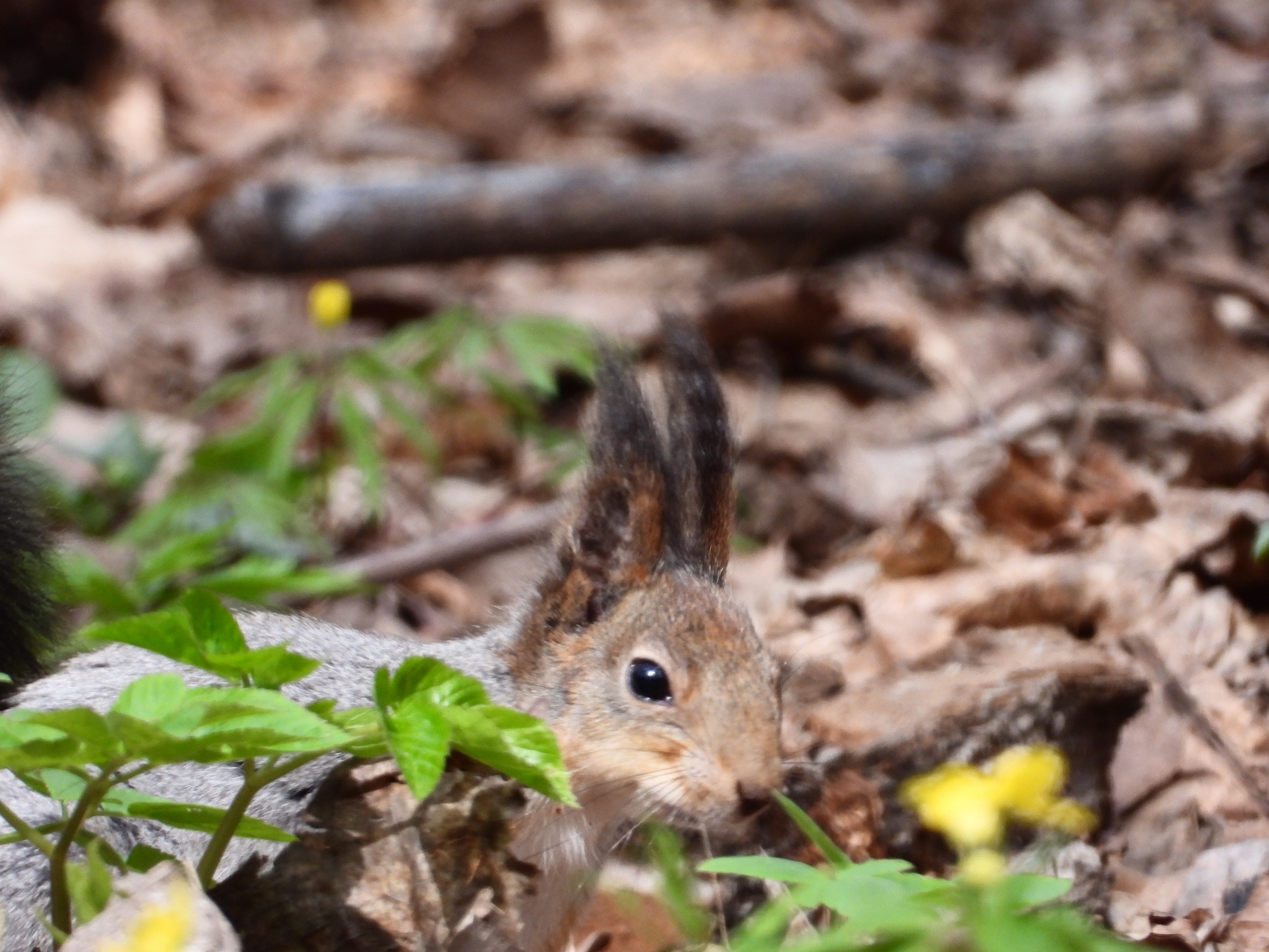 The squirrel is in no hurry to change clothes - My, Nikon coolpix p1000, Moscow, Squirrel