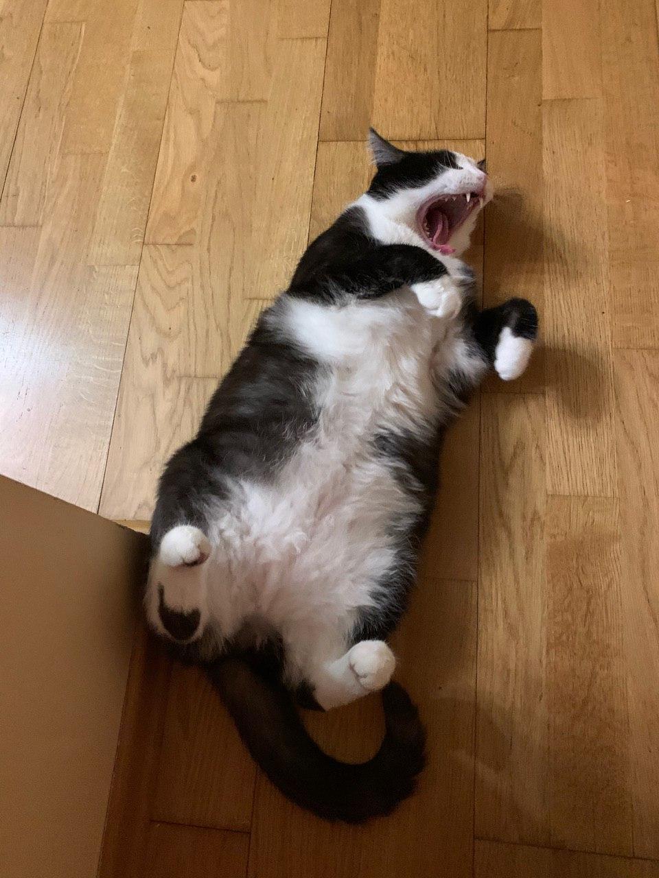 Reply to SeleneSelenovna in “More yawning cats!” - My, cat, Yawn, Reply to post, Longpost