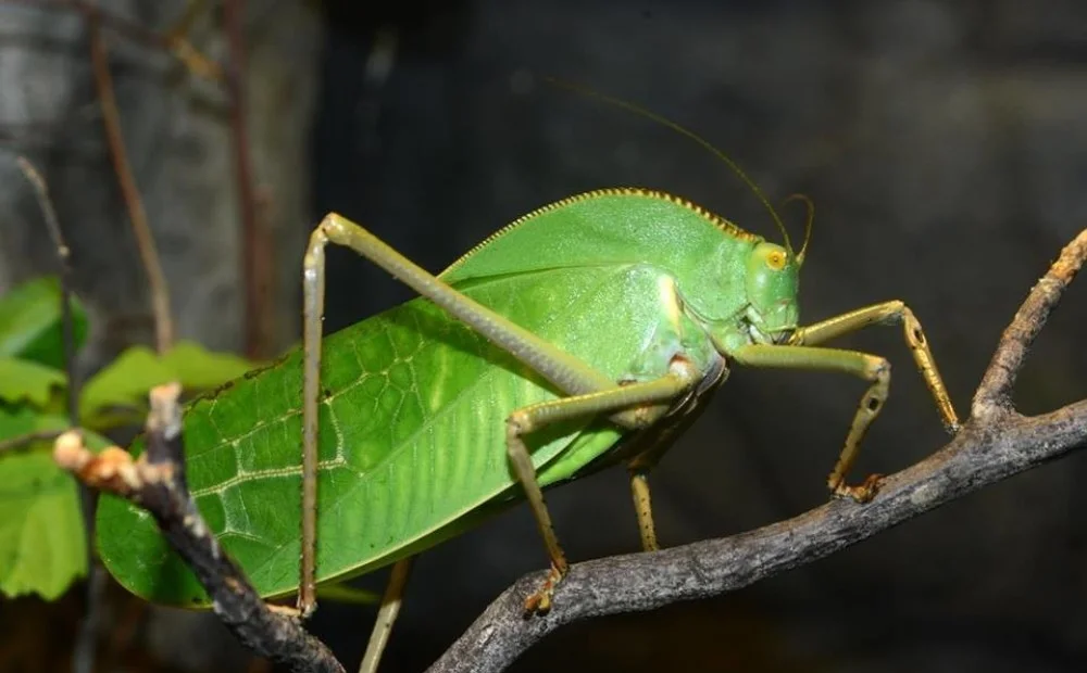 Silicofer: Not an insect, but a damn green pigeon! Monster grasshopper 13 cm long and 25 cm wingspan - Insects, Grasshopper, Australia, Animals, Yandex Zen, Longpost