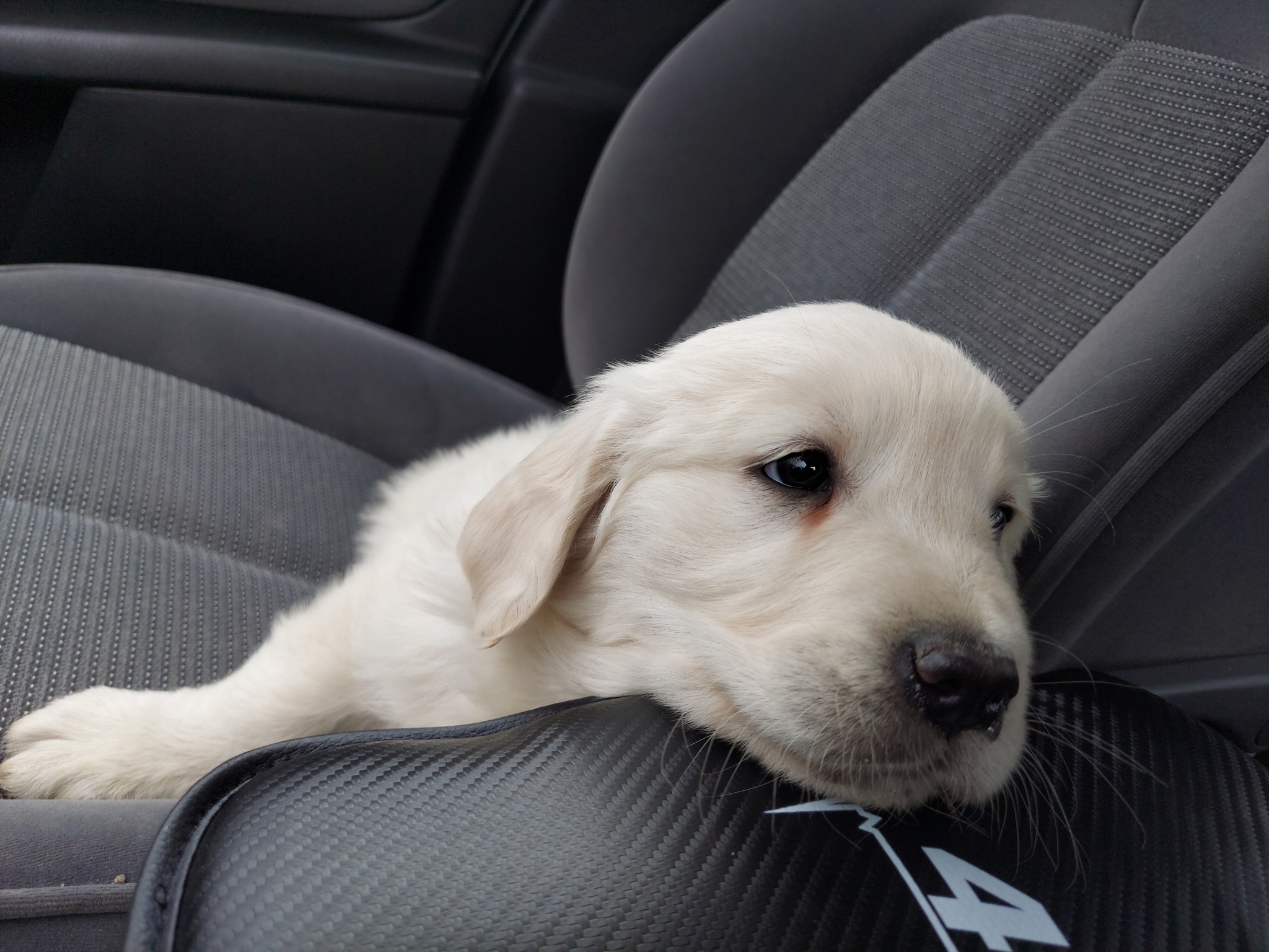 My friend - My, Golden retriever, Dog, Friend, Video, Longpost