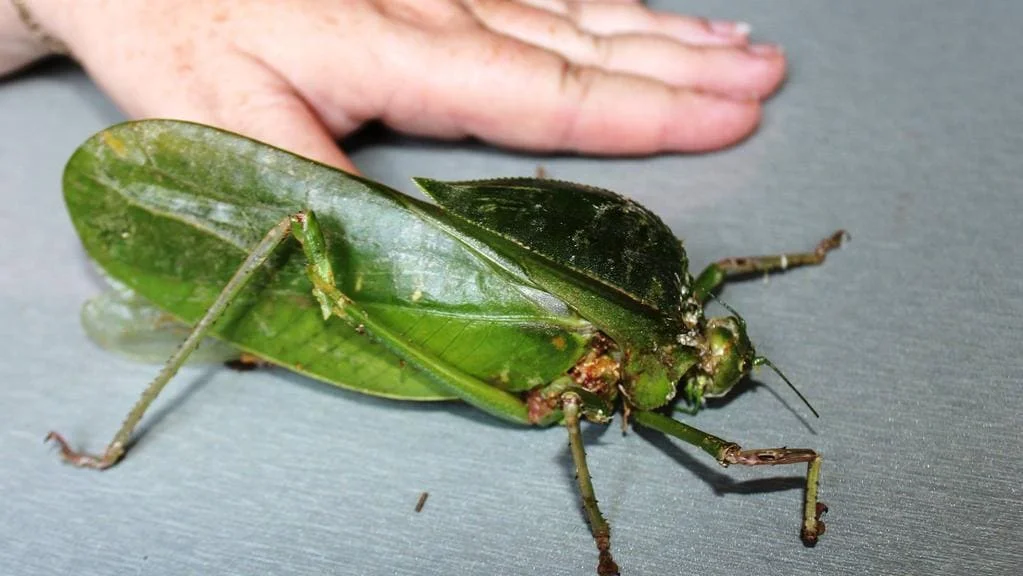 Silicofer: Not an insect, but a damn green pigeon! Monster grasshopper 13 cm long and 25 cm wingspan - Insects, Grasshopper, Australia, Animals, Yandex Zen, Longpost