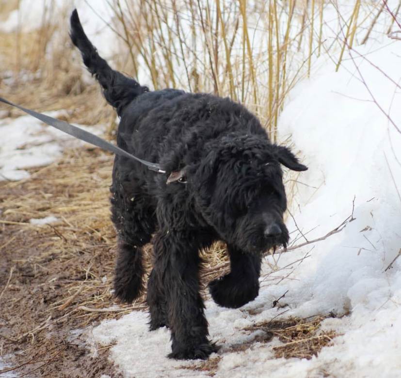 Gert looking for a home - My, Giant schnauzer, Schnauzers, In good hands, Dog, Pets, No rating, Moscow, Longpost