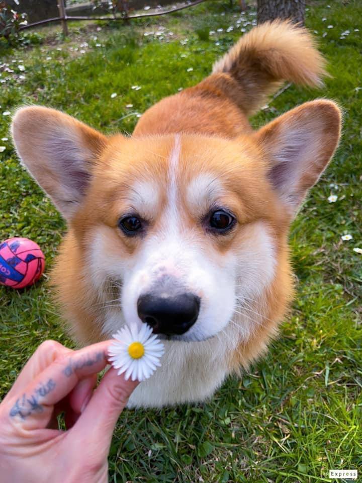 Cookies - Dog, Welsh corgi pembroke, Corgi, The photo, Milota, Longpost