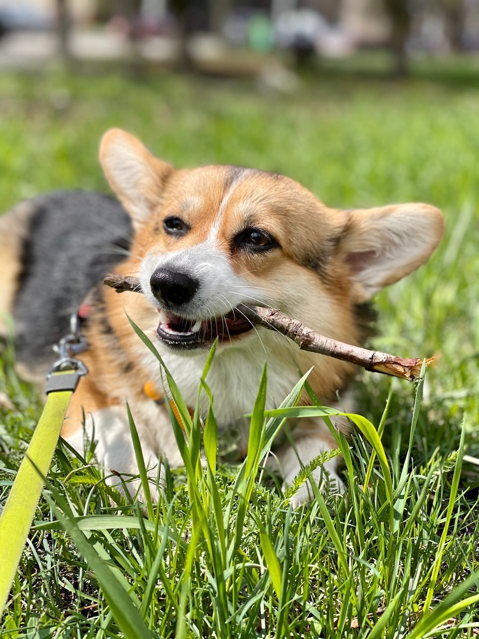 Cookies - Dog, Welsh corgi pembroke, Corgi, The photo, Milota, Longpost