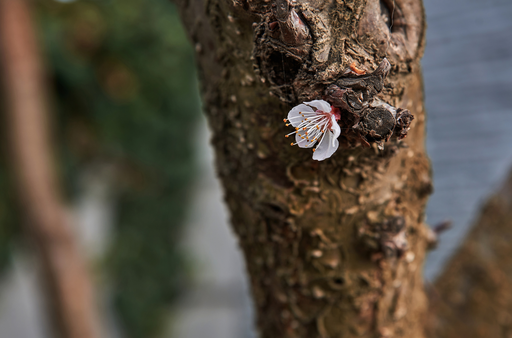 Loneliness - My, Loneliness, Flowers, Spring, Crimea, The photo