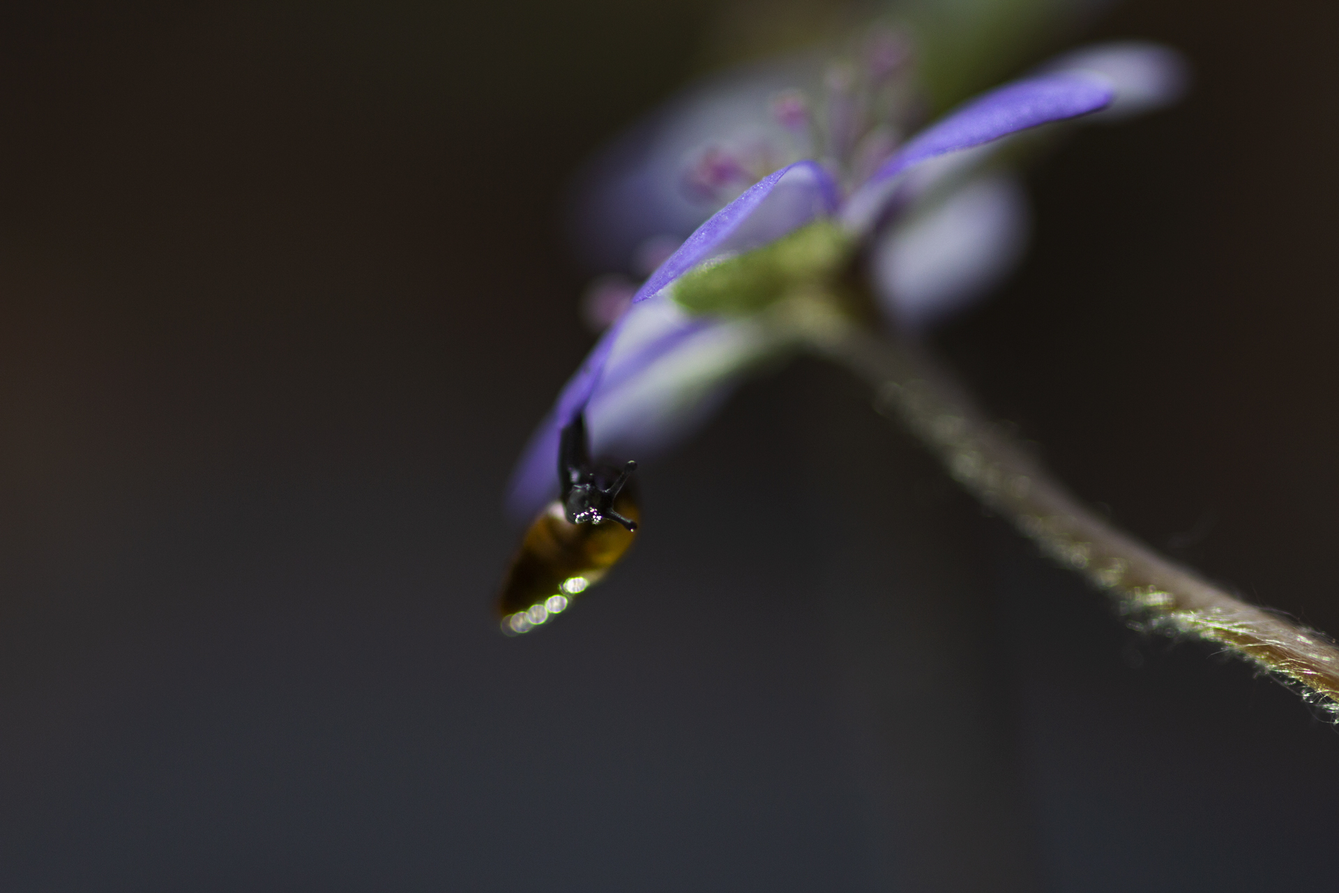 Приключения улитыша) - Моё, Улитка, Фотография, Лес, Canon, Sigma, Pentacon, Длиннопост