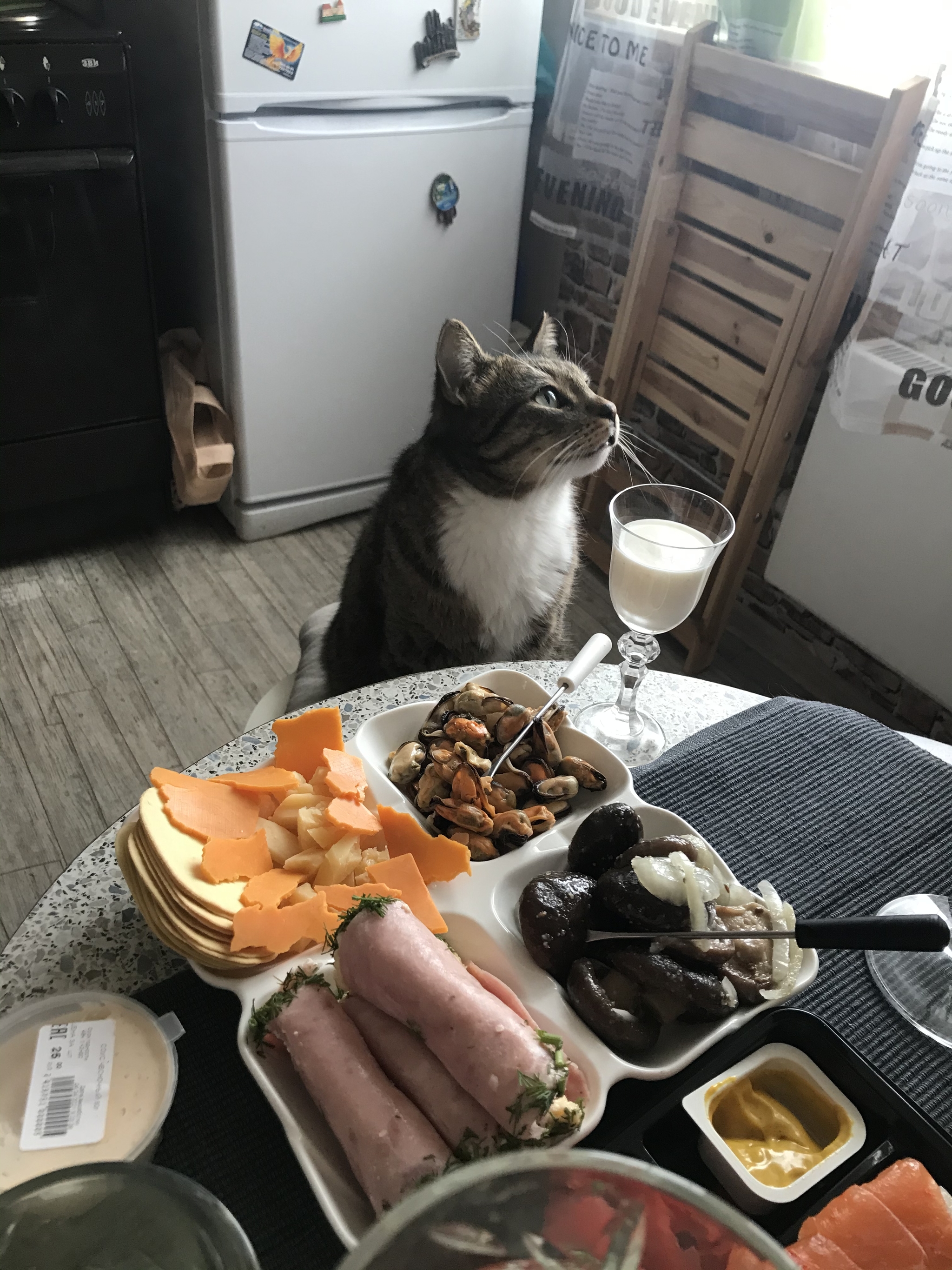 Series Saturday Cat - My, cat, Feast, Longpost