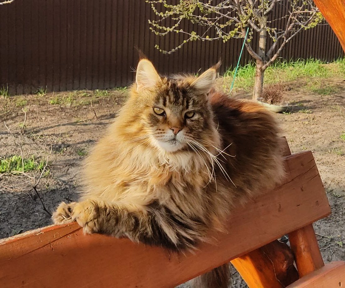 domestic predator - My, cat, Maine Coon, Усы