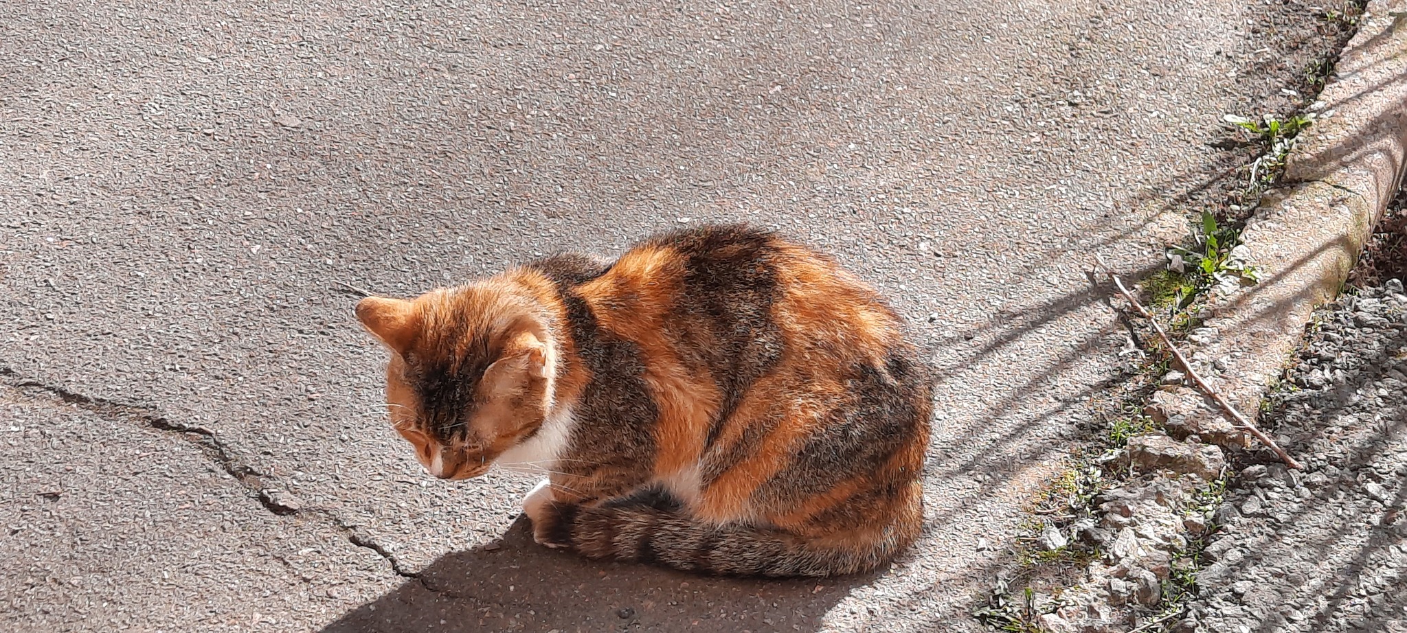 I'm a tiger - My, cat, Spring, Longpost, The photo