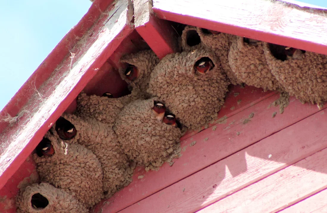 Не обижайте ласточек! Почему эти птахи лепят гнёзда прямо на домах?